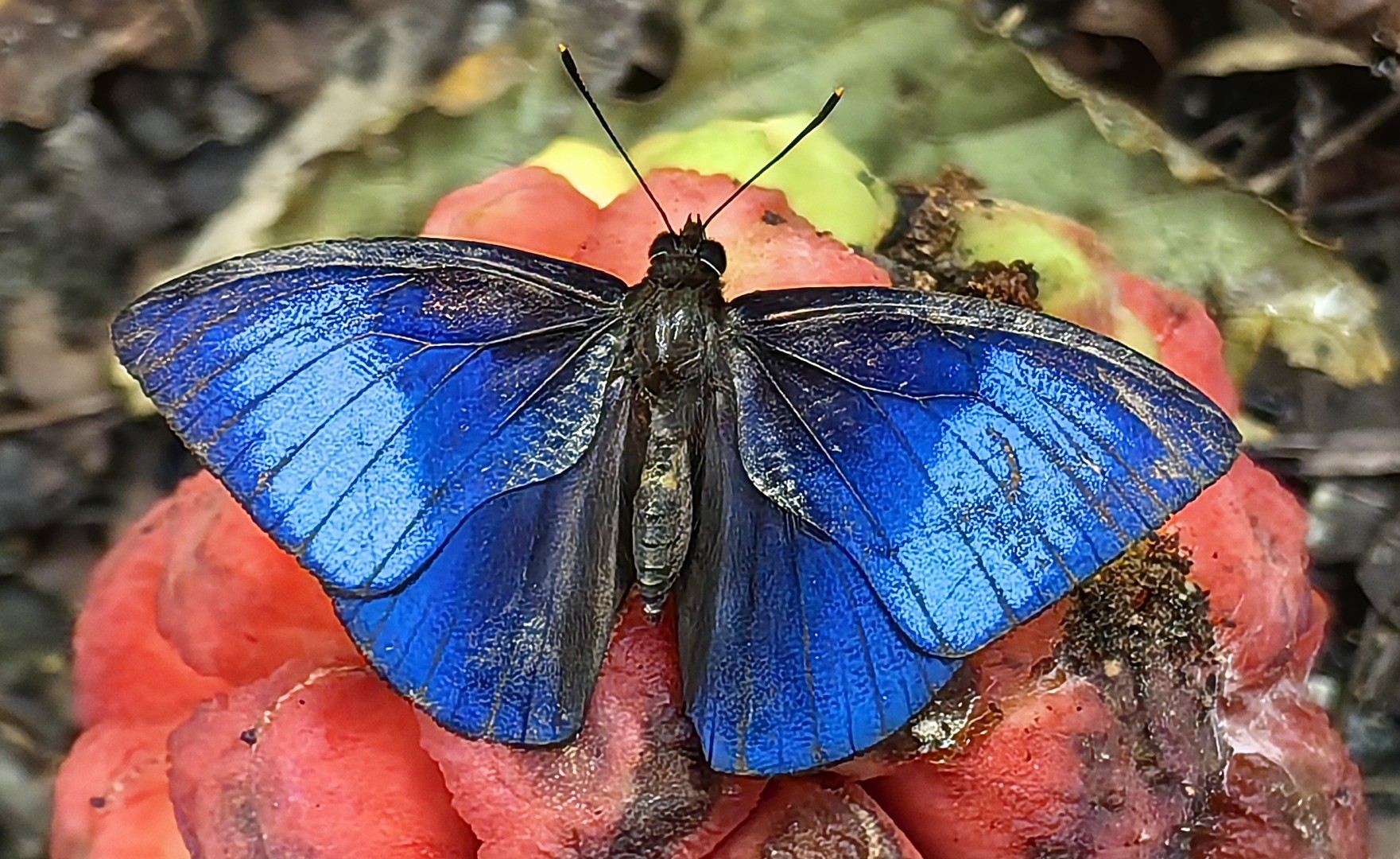 蓝斑丽眼蝶 Mandarinia regalis