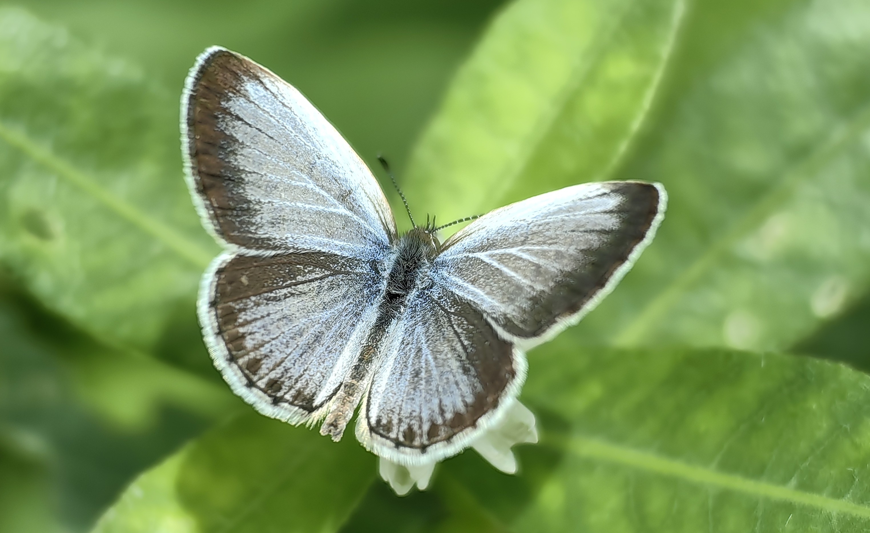 酢浆灰蝶Pseudozizeeria maha 