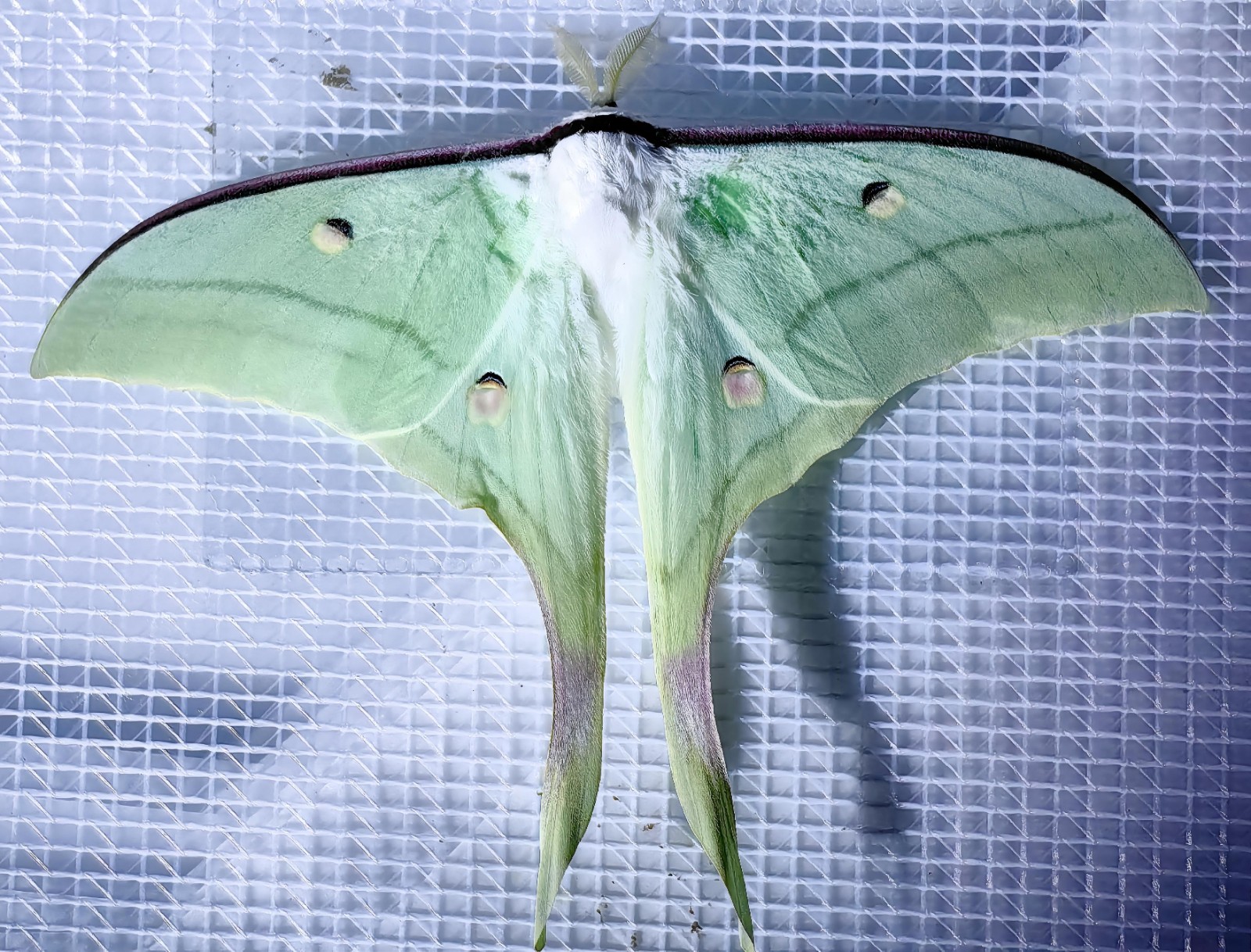 绿尾大蚕蛾 Actias ningpoana(1).jpg
