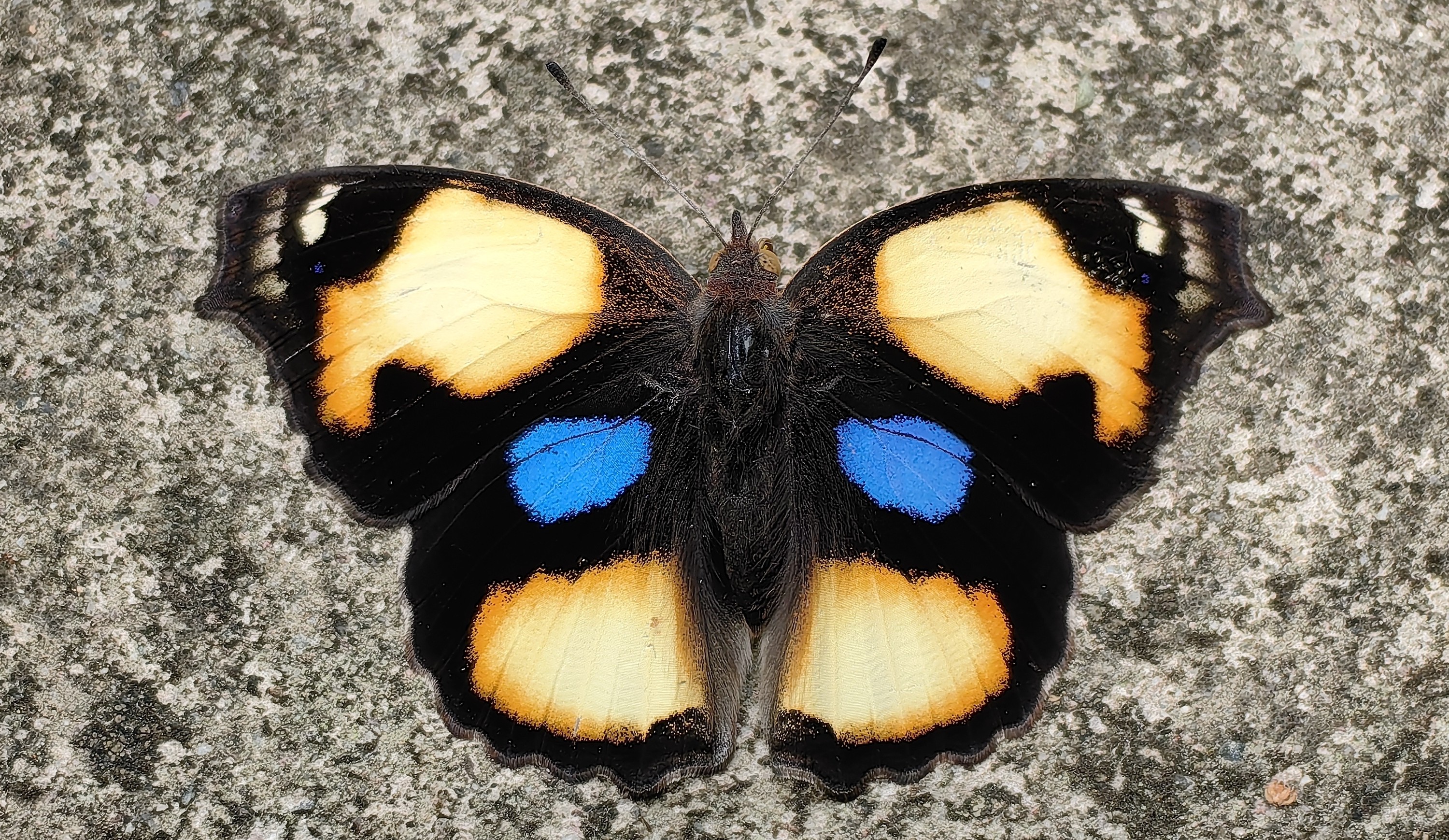 Realm of the Rainforest: Giant Swallowtails & Fireflies of Xishuangbanna