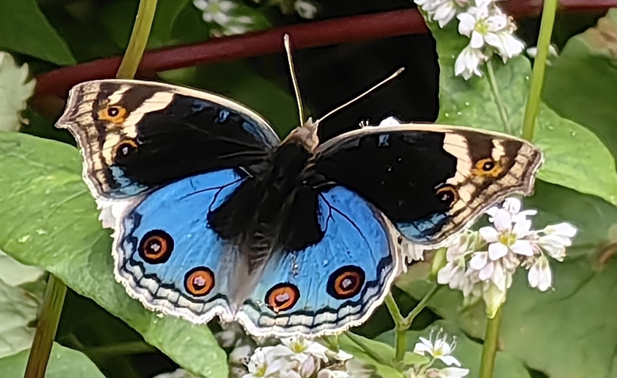 翠蓝眼蛱蝶Junonia orithya
