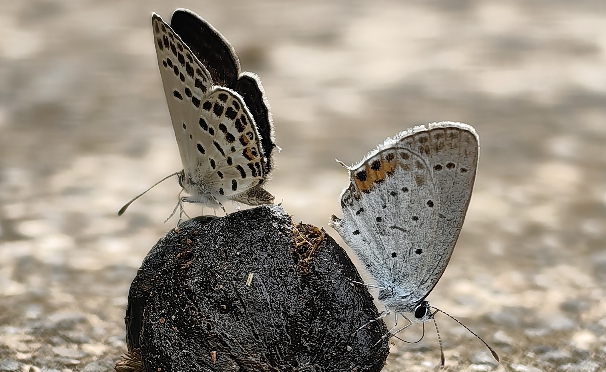 点玄灰蝶Tongeia filicaudis 