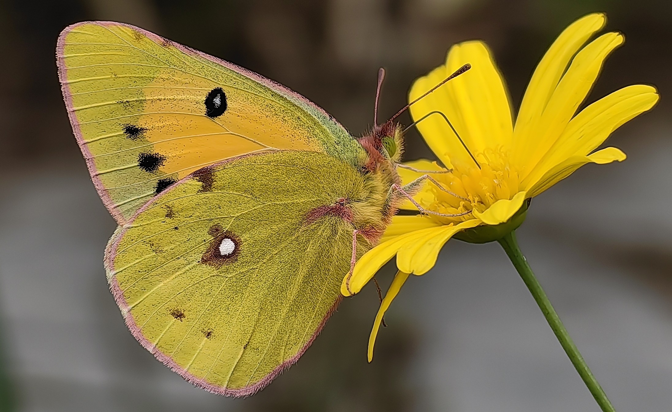 橙黄豆粉蝶Colias fieldii