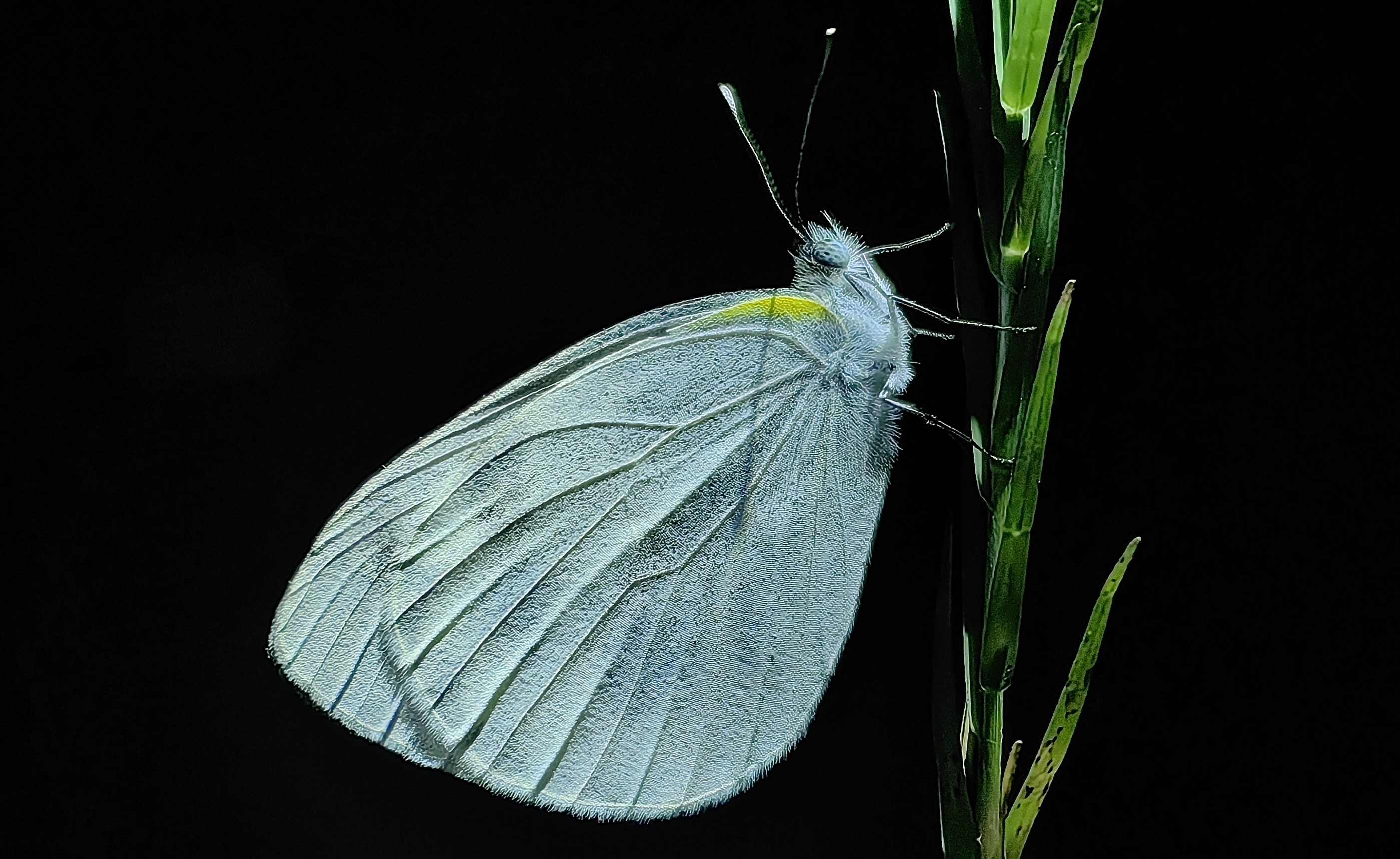 东方菜粉蝶Pieris canidia 