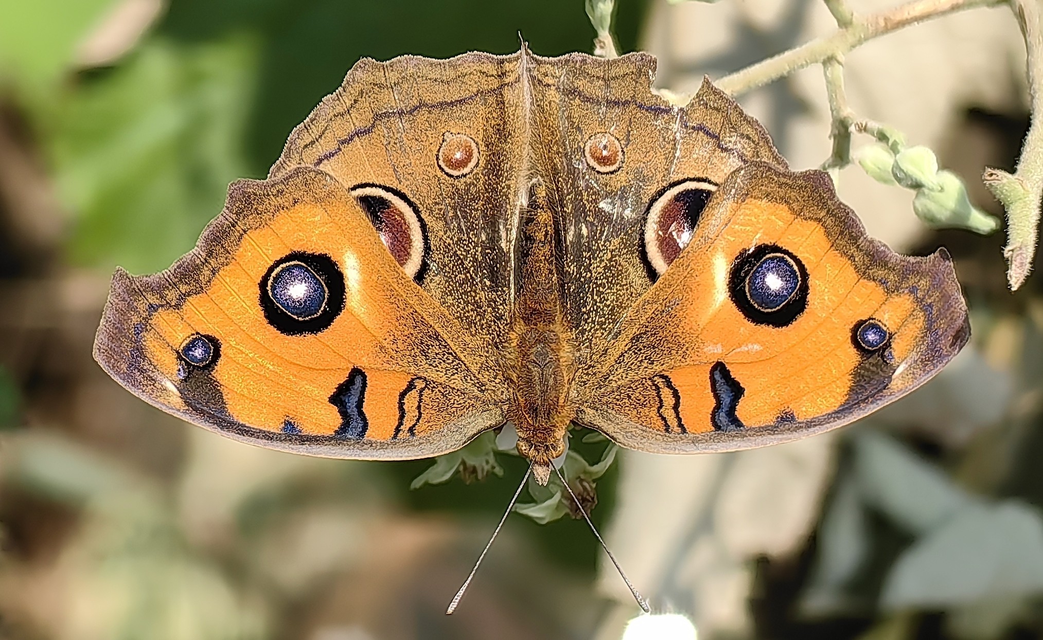 美眼蛱蝶 Junonia almana