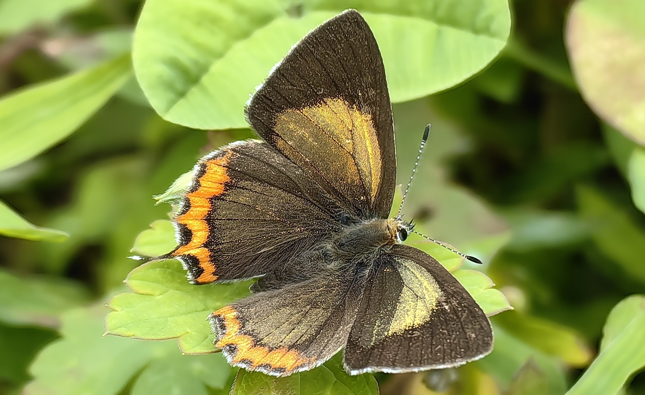 古铜彩灰蝶Heliophorus brahma 