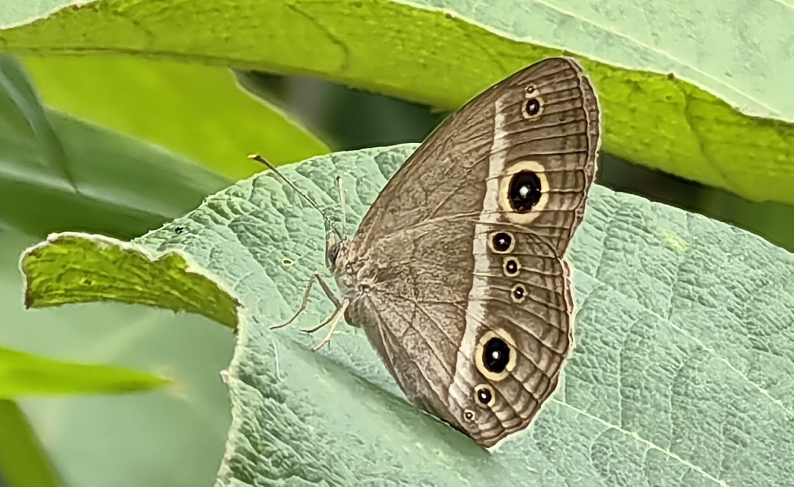 稻眉眼蝶Mycalesis gotama