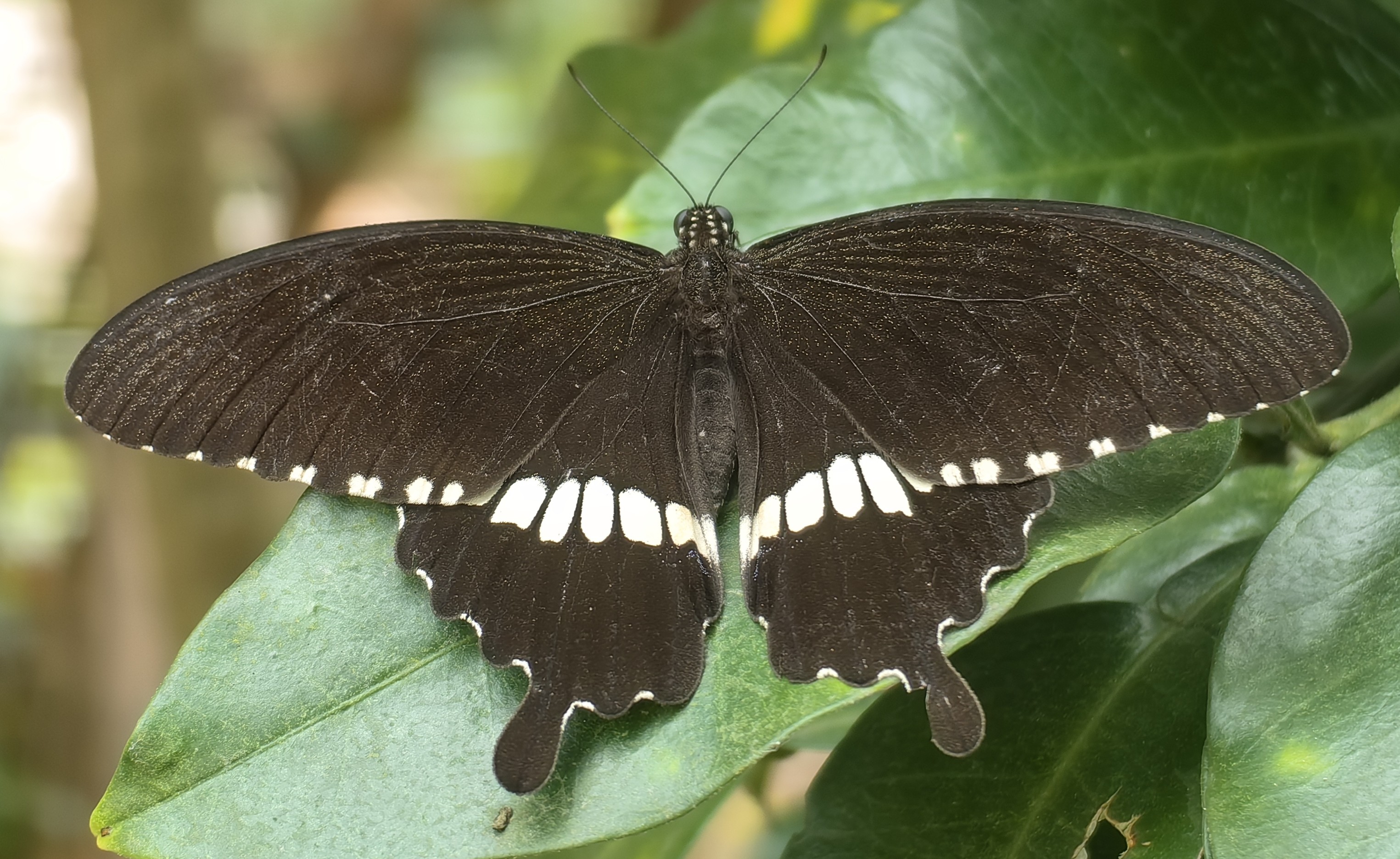 玉带凤蝶Papilio polytes