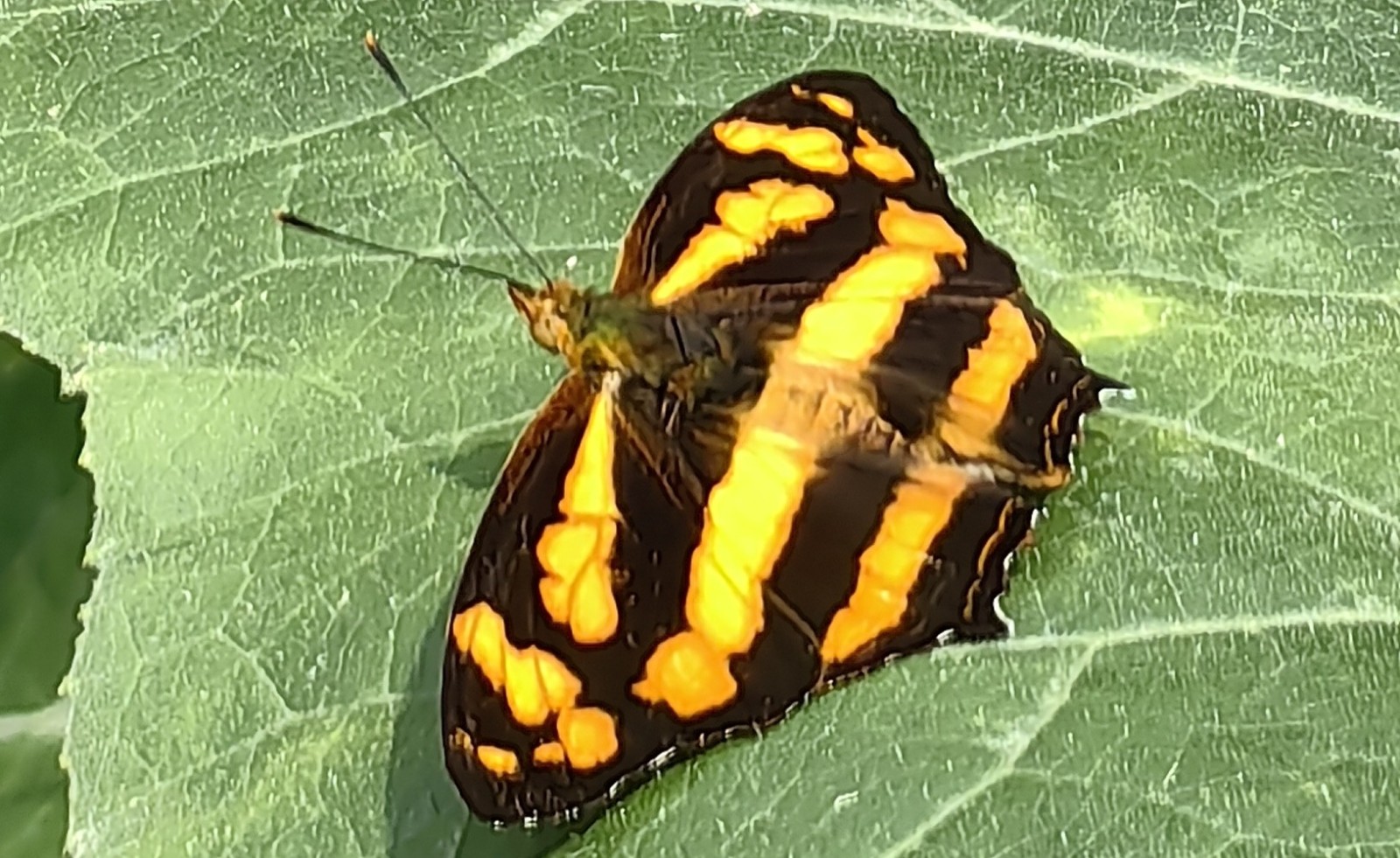 散纹盛蛱蝶Symbrenthia lilaea.jpg