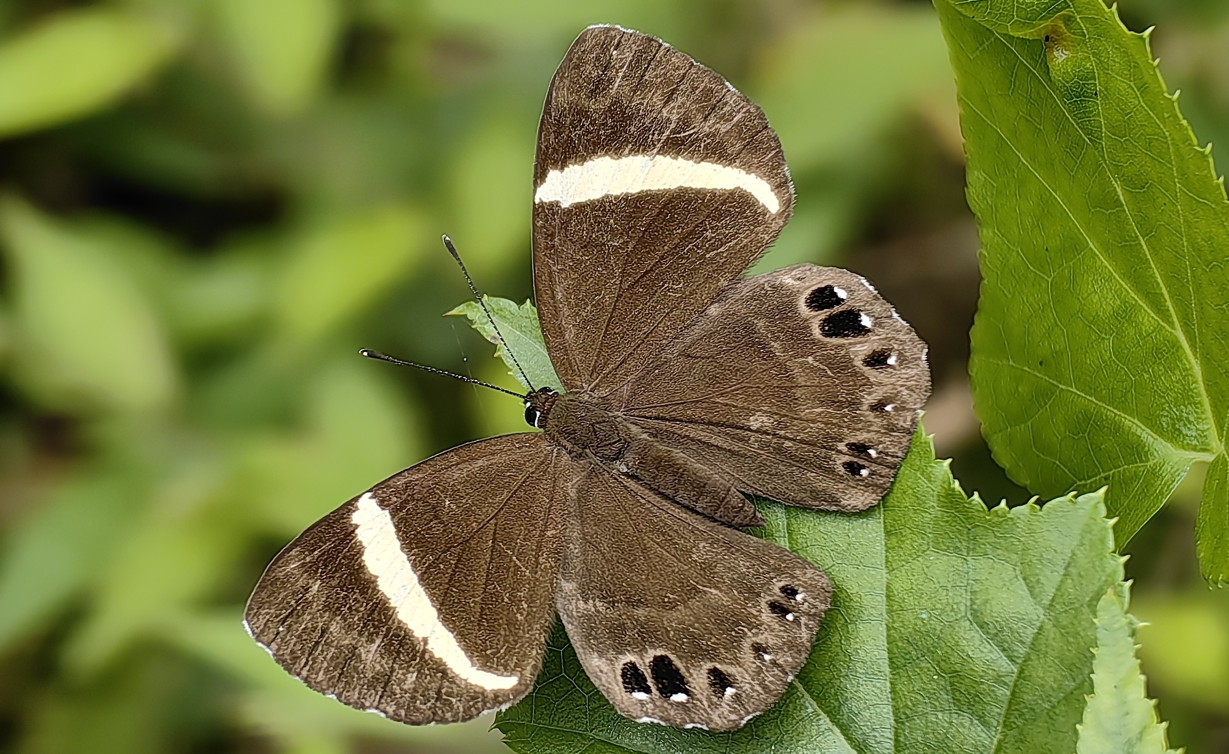 白带褐蚬蝶Abisara fylloides 