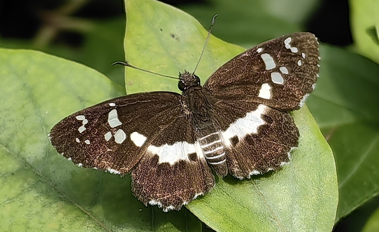 黑弄蝶Daimio tethys