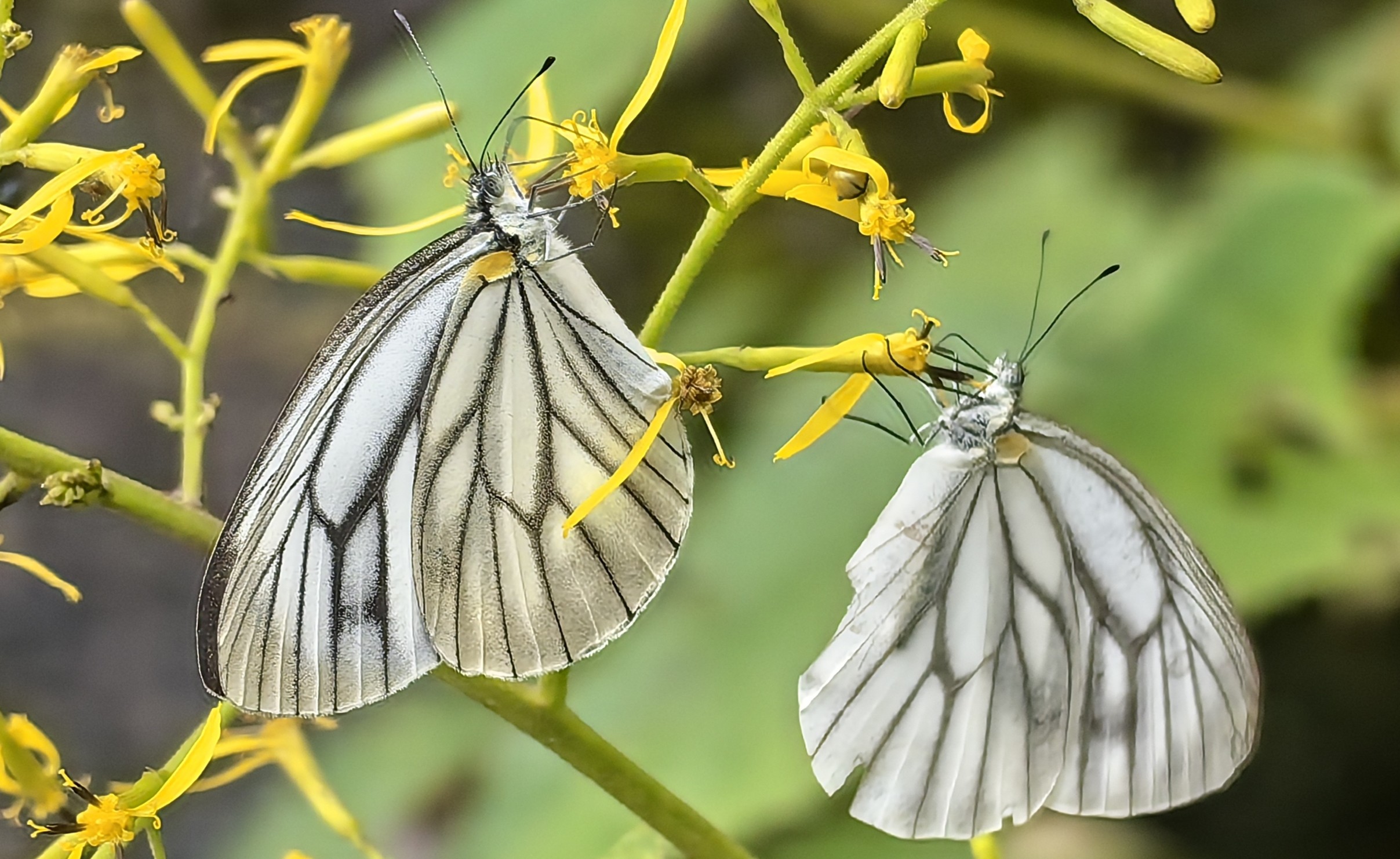华西黑纹粉蝶Pieris erutae