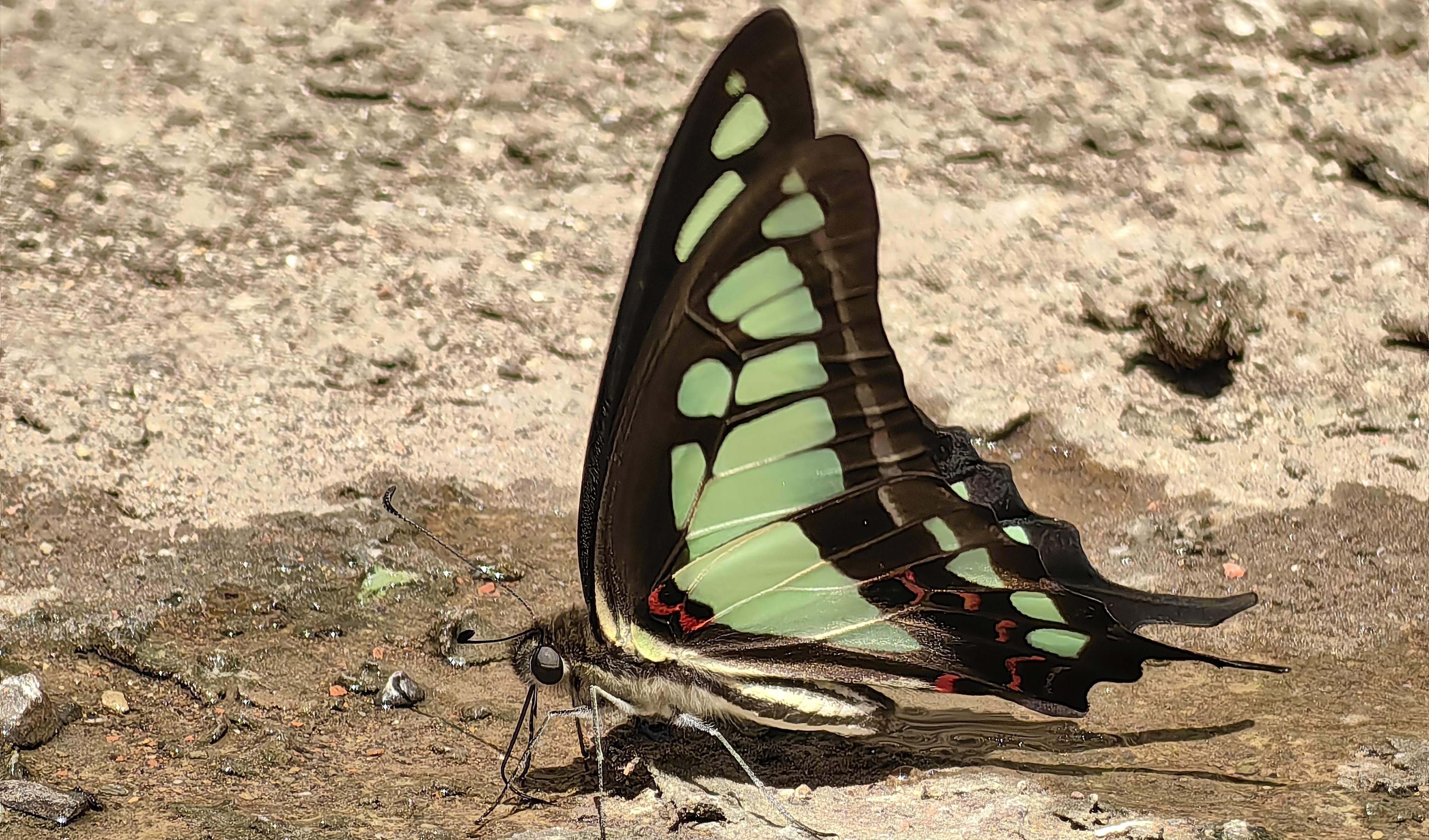 宽带青凤蝶Graphium cloanthus1