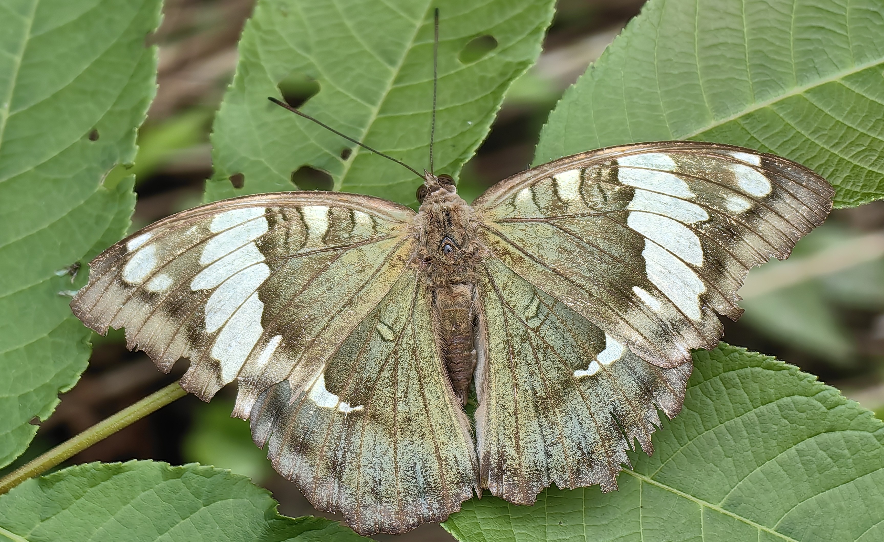 孔子翠蛱蝶Euthalia confucius