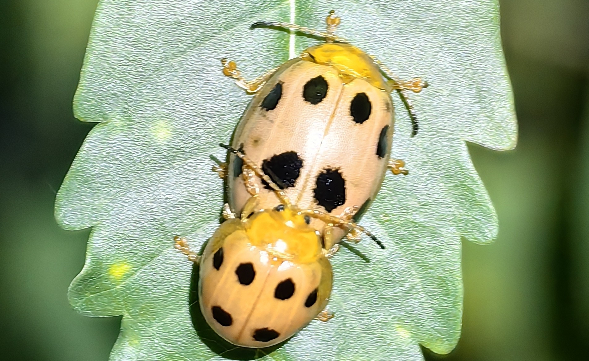 十星瓢萤叶甲Oides decempunctata 