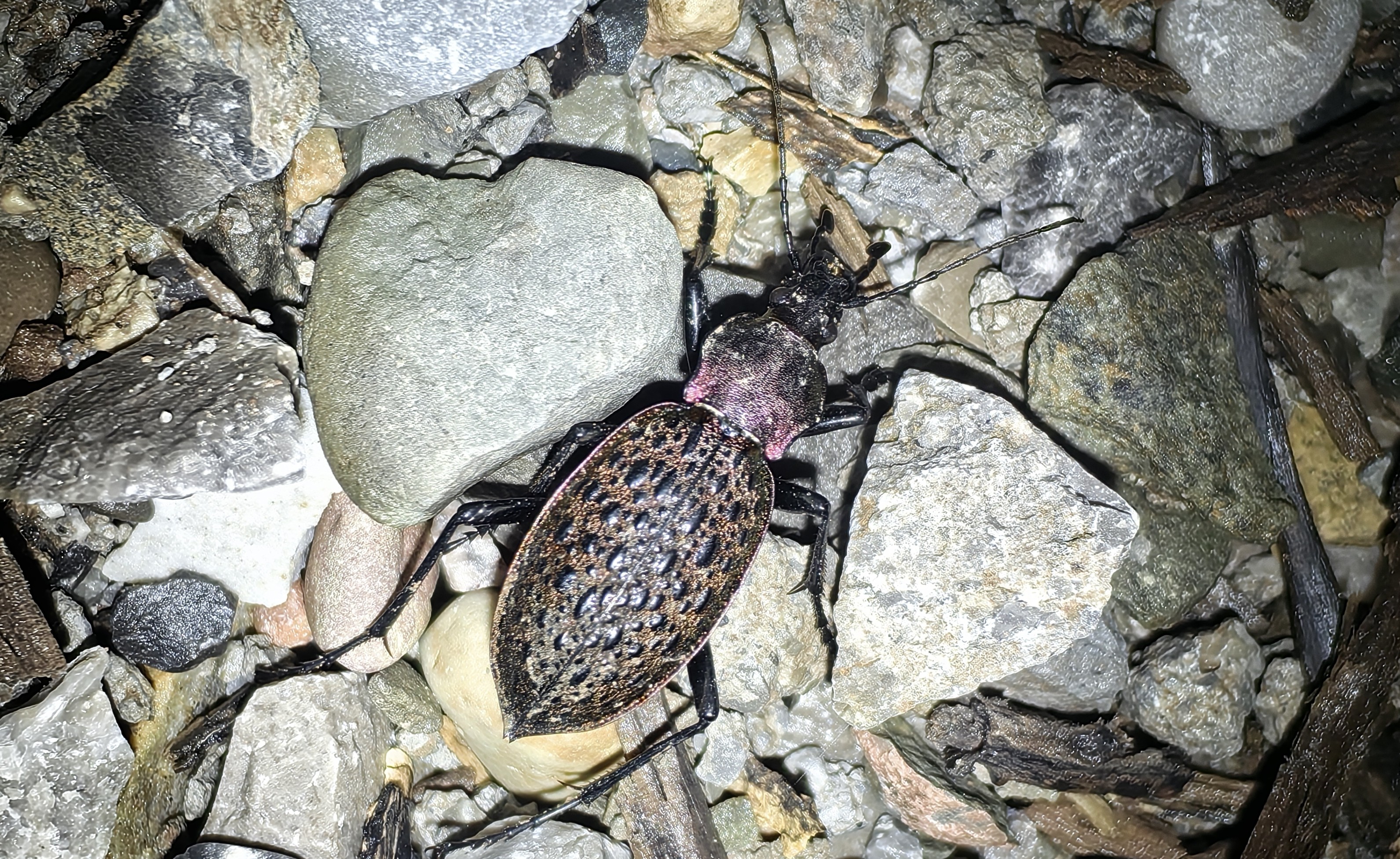 疑步甲Carabus elysii