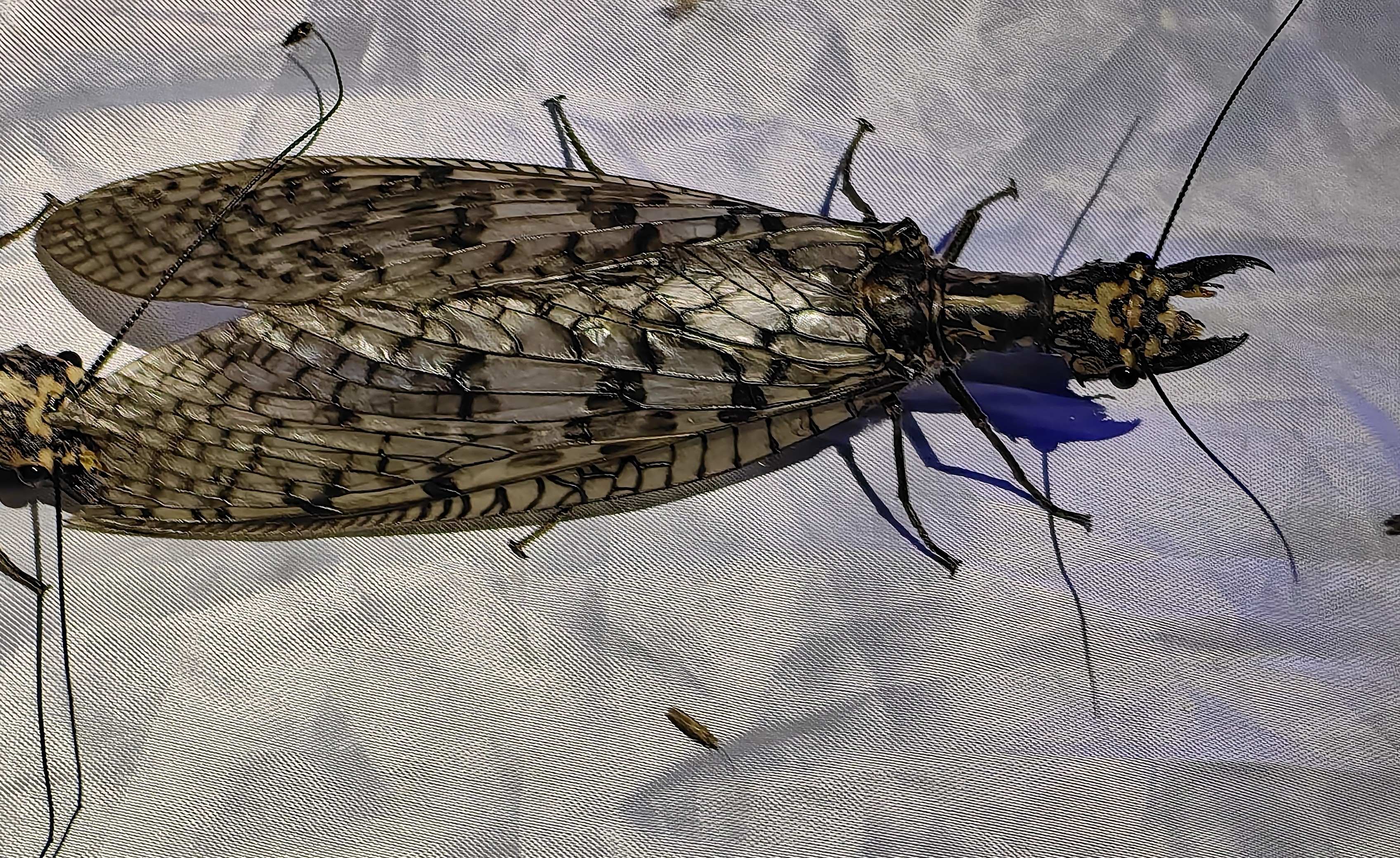 东方巨齿蛉Acanthacorydalis orientalis 