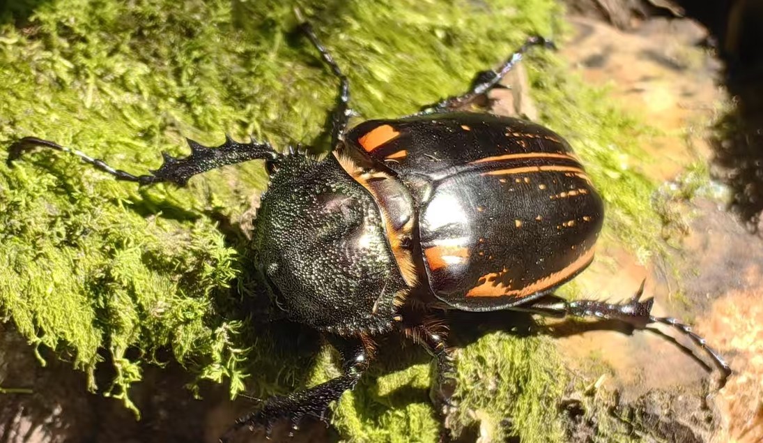 Twin Sanctuaries: Insect Odyssey of Wuyi & Tianmu Mountains—— A 7-Day Deep-Dive into the Biodiversity Hotspots of Southeast China