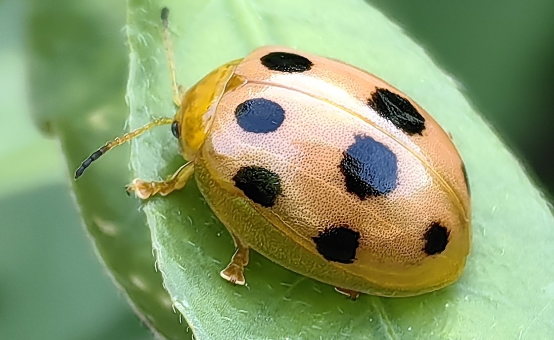 十星瓢萤叶甲 Oides decempunctata