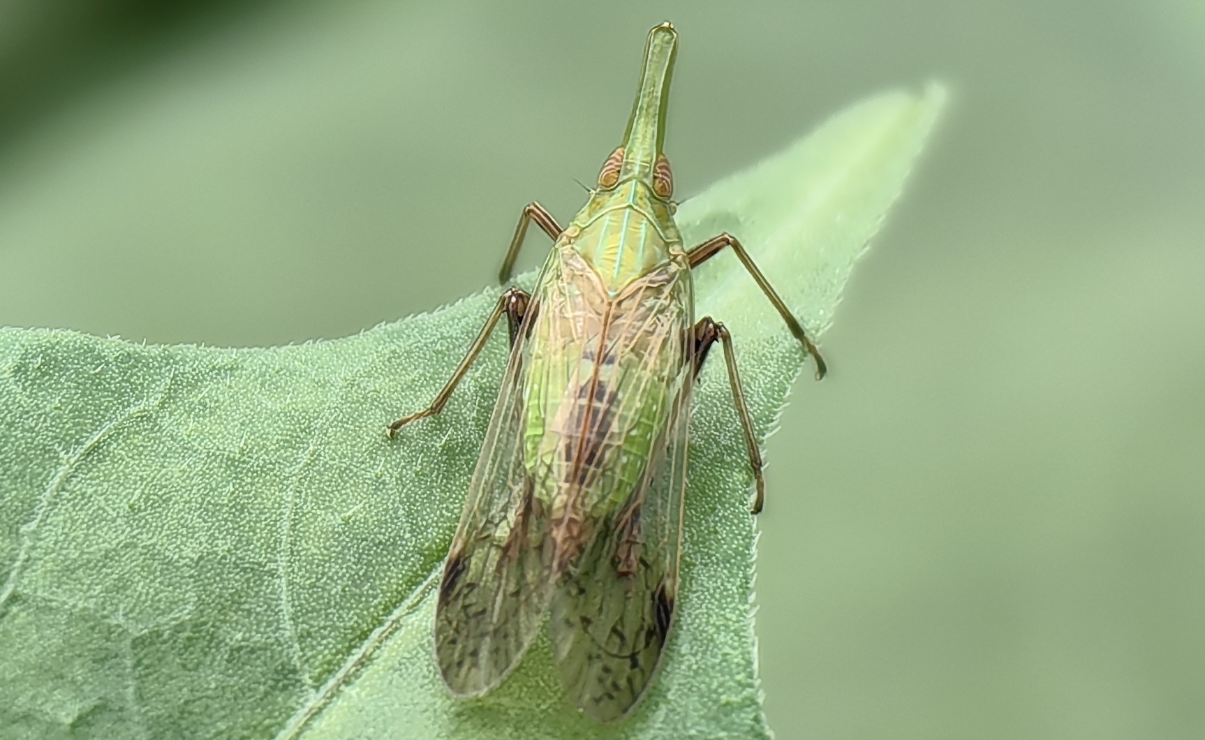 伯瑞象蜡蝉Raivuna patruelis