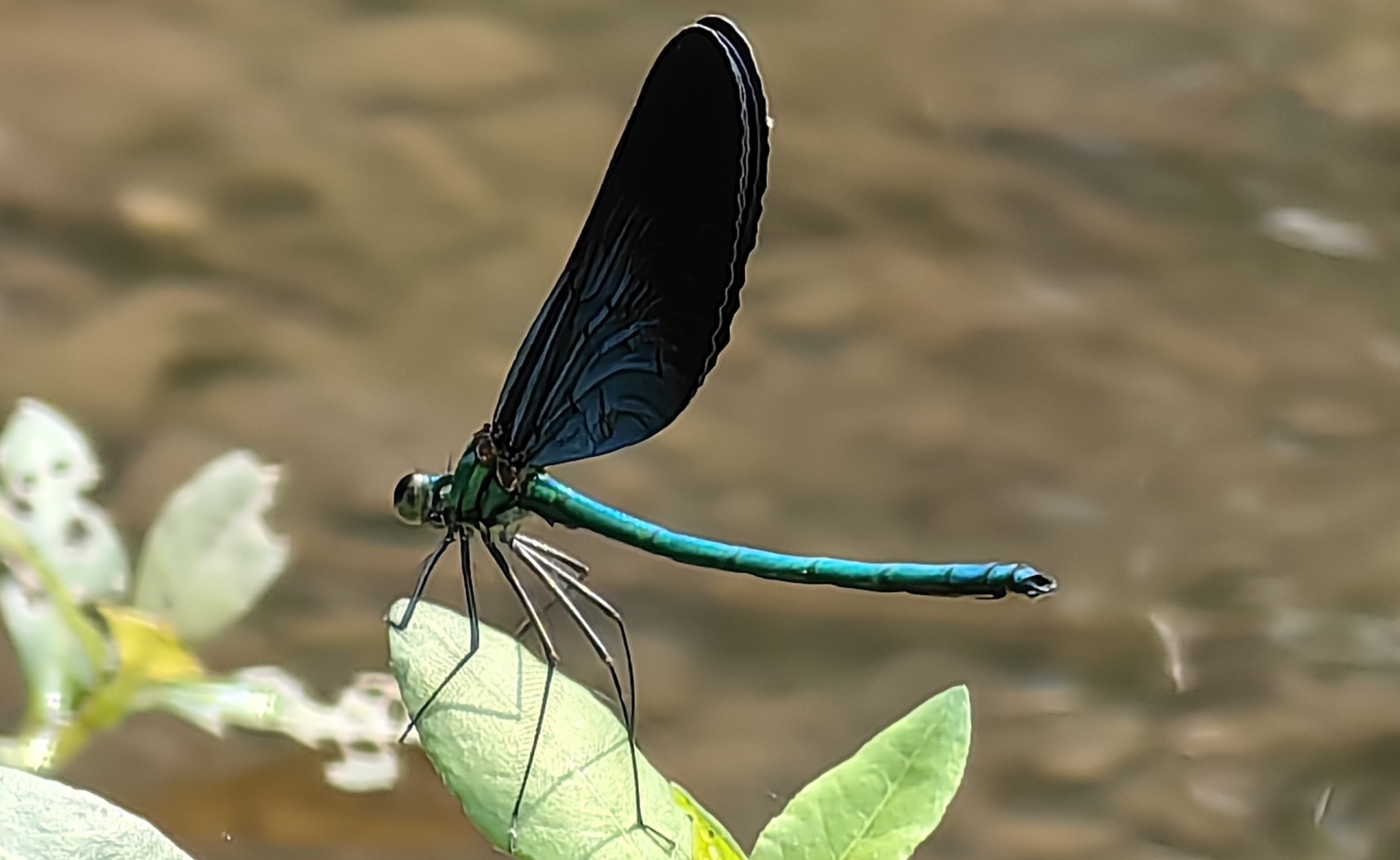 透顶单脉色蟌Matrona basilaris