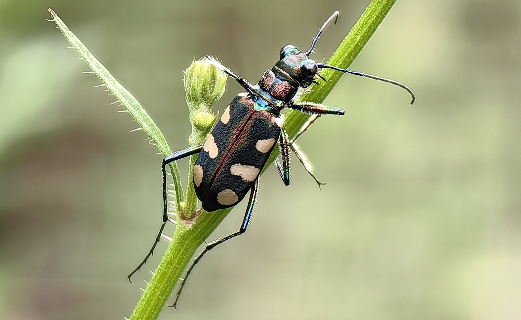 金斑虎甲Cicindela aurulenta