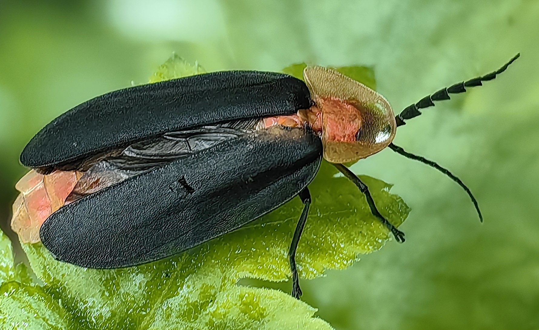 赤腹窗萤 Pyrocoelia sanguiniventer