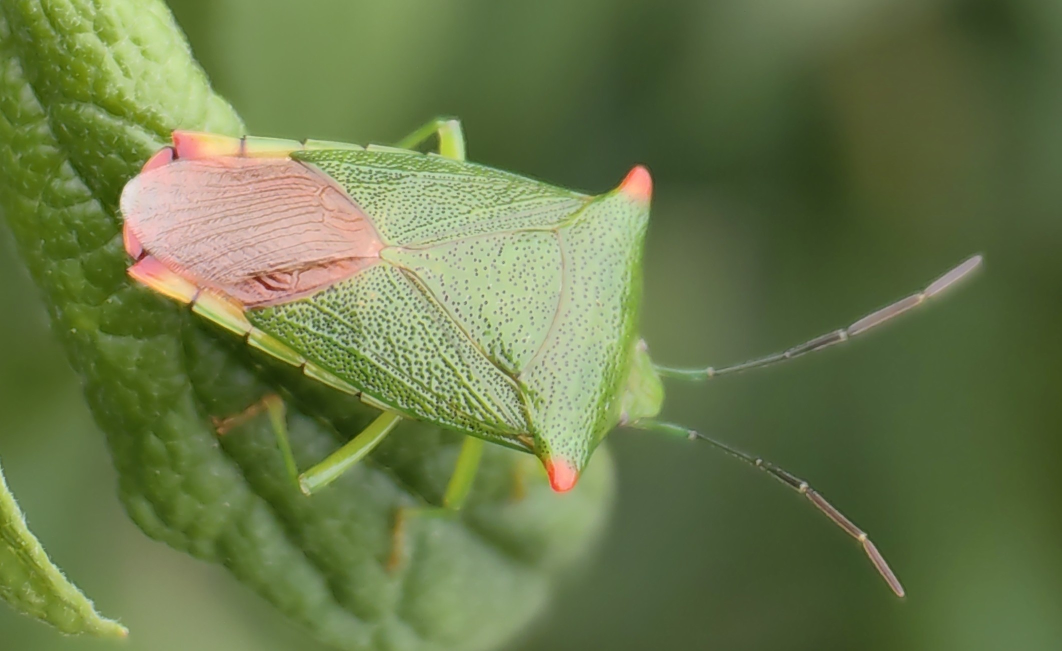 宽铗同蝽Acanthosoma labiduroides