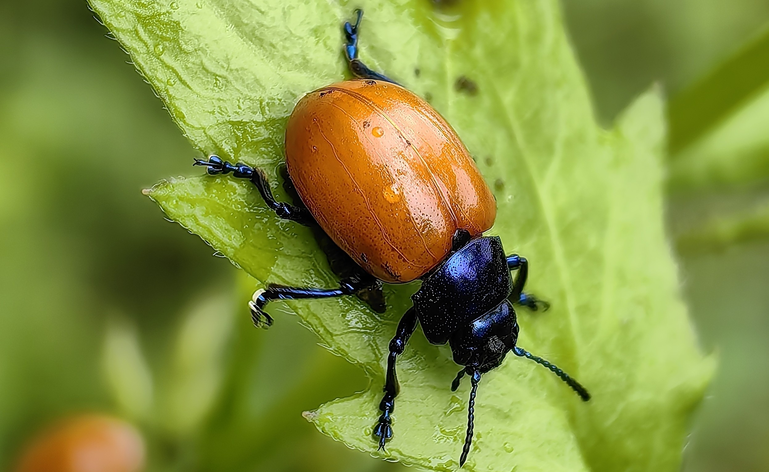 蓝胸圆肩叶甲Humba cyanicollis