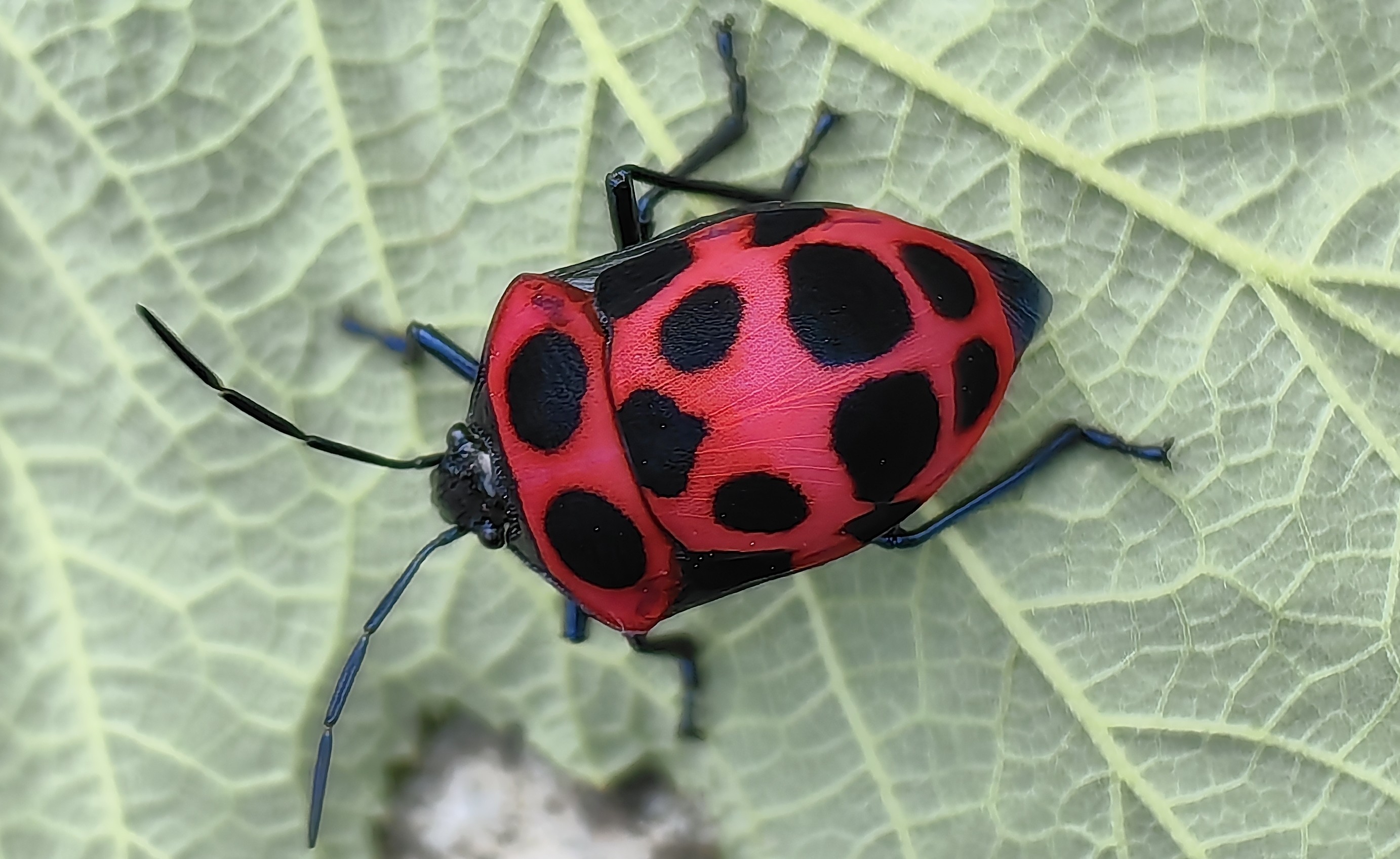 尼泊尔宽盾蝽Poecilocoris nepalensis