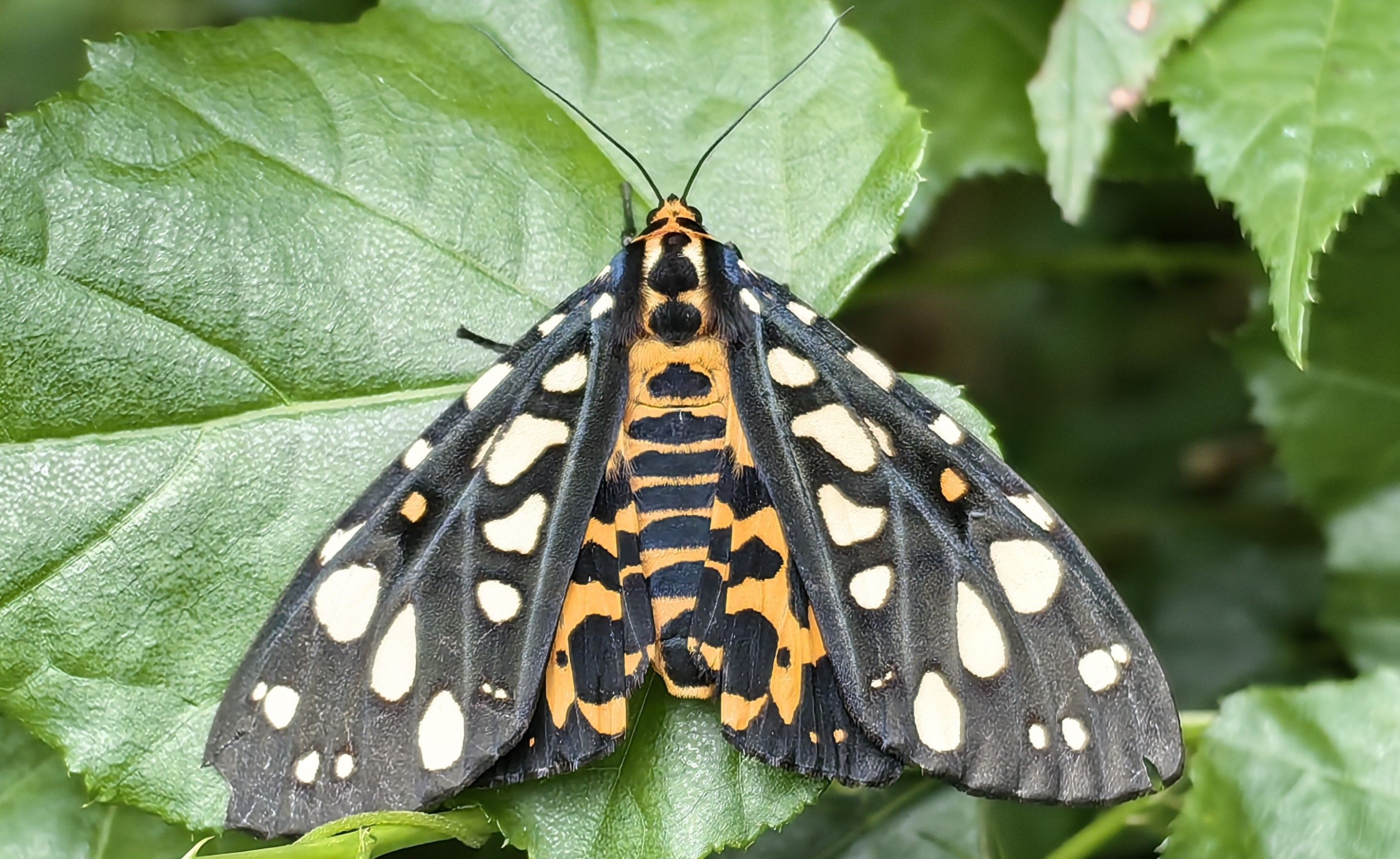 大丽灯蛾 Aglaomorpha histrio