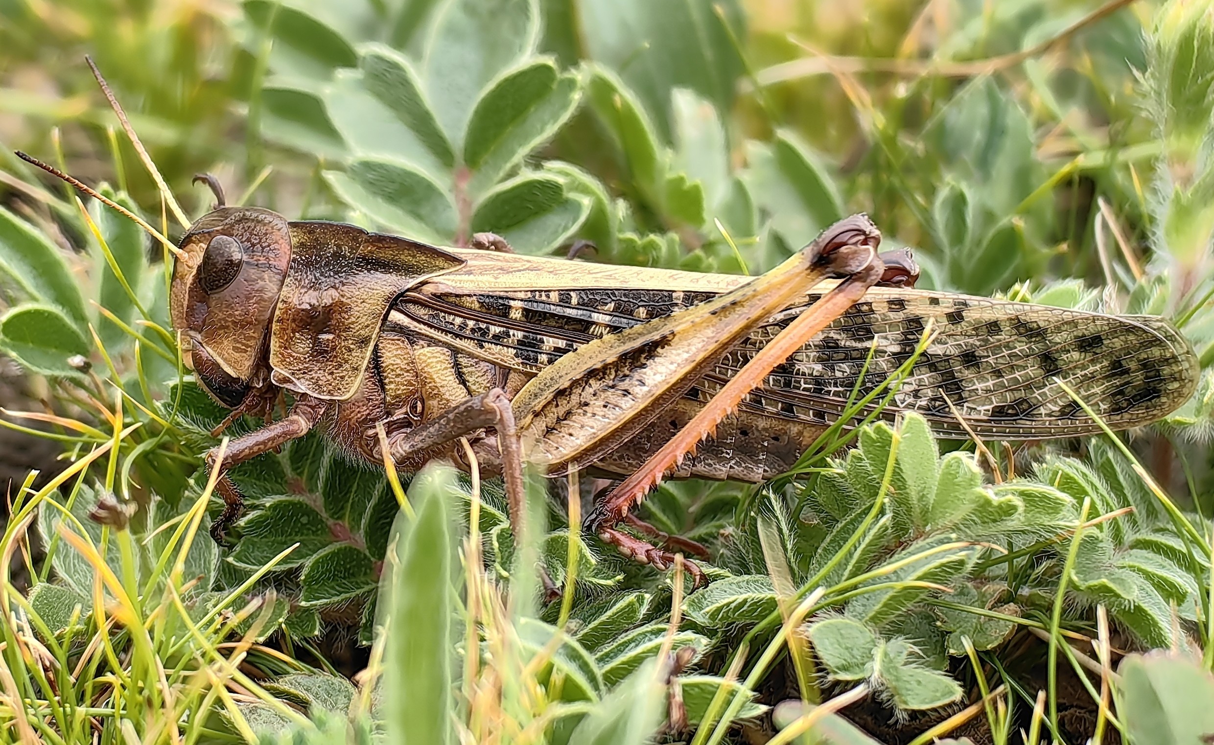 飞蝗Locusta migratoria 