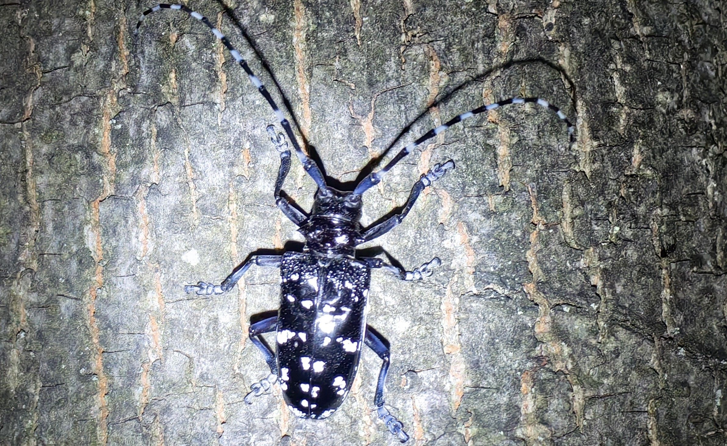 华星天牛 Anoplophora chinensis