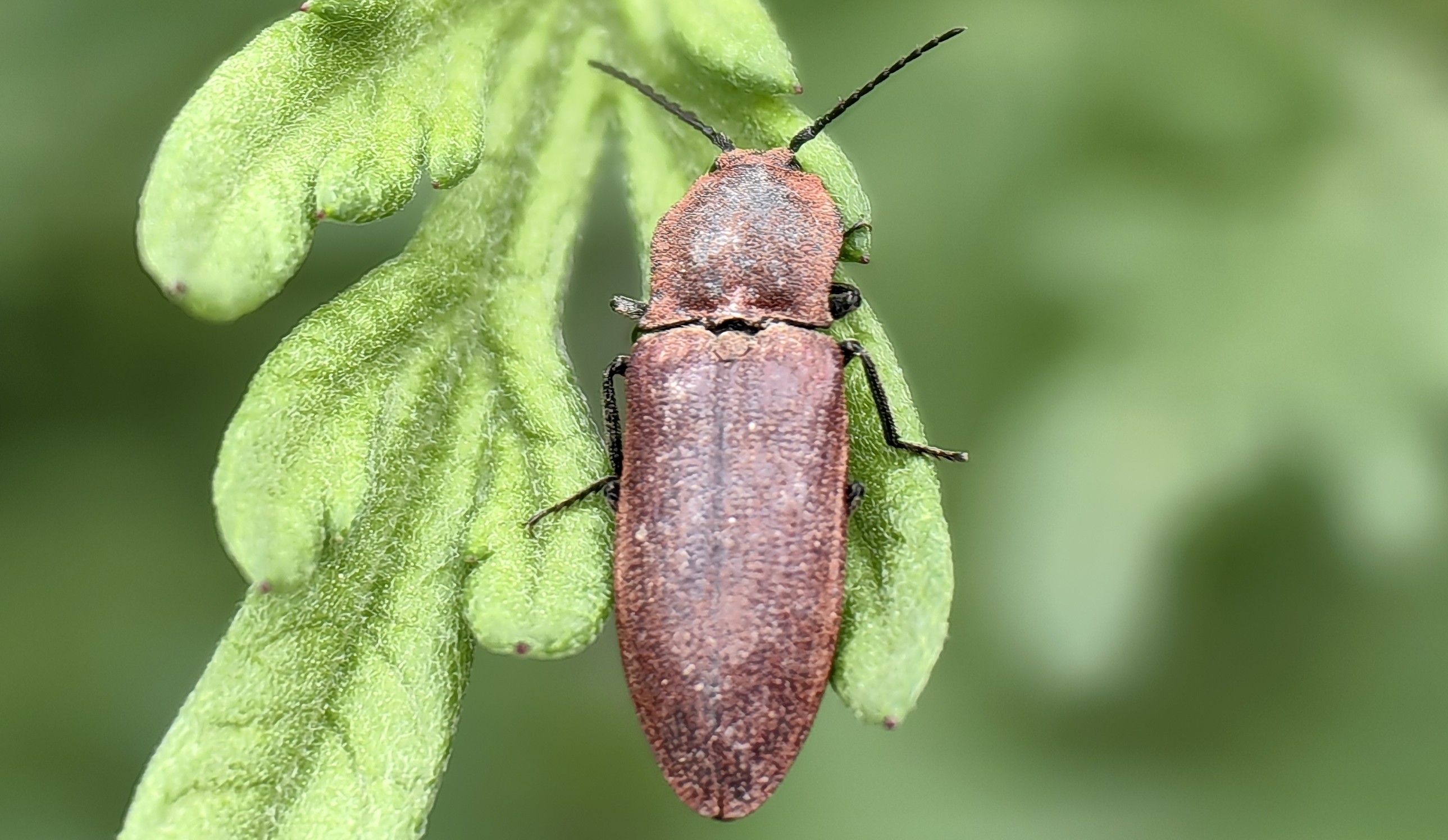 泥红槽缝叩甲Agrypnus argillaceus 