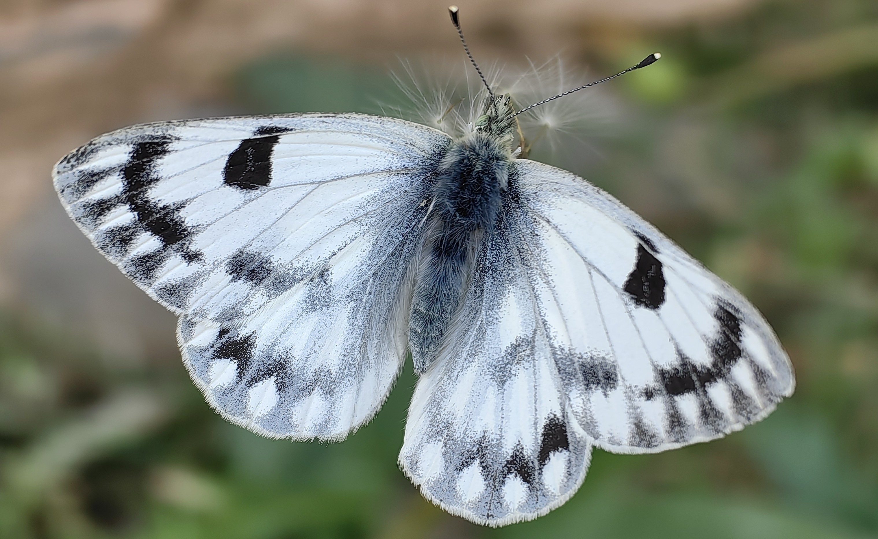 箭纹云粉蝶Pontia callidice