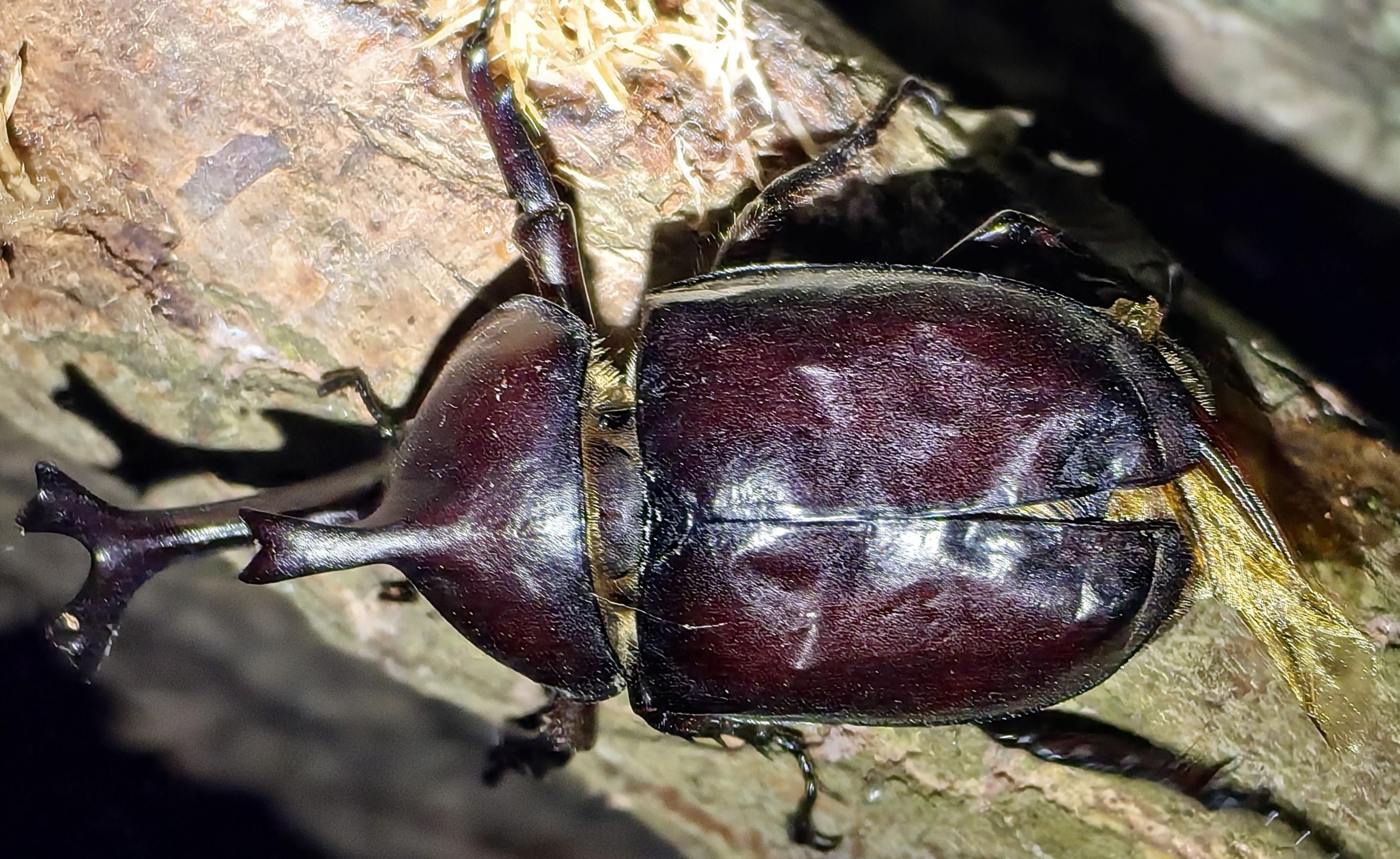 双叉犀金龟 Trypoxylus dichotomus