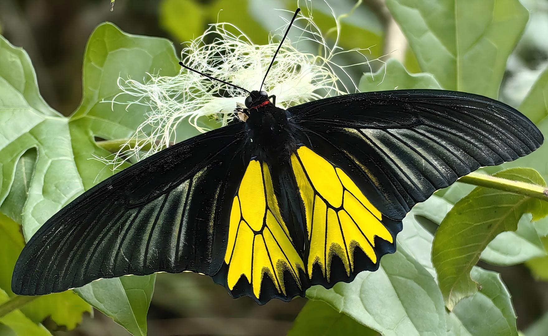 金裳凤蝶 Troides aeacus(国二)(1).jpg