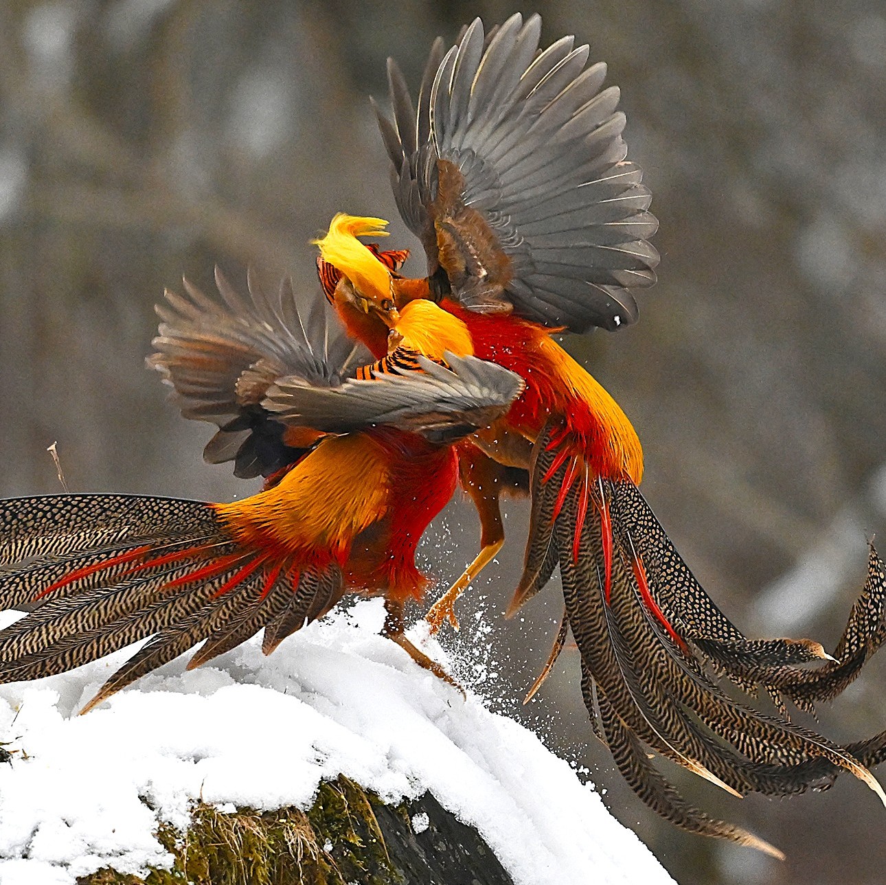 Kingdom of Pheasants: Jewels of the Ancient Hills A Living Gallery of Feathered Gems Enter the realm where the forests hold the most dazzling secrets of the bird world. China is the undisputed “King