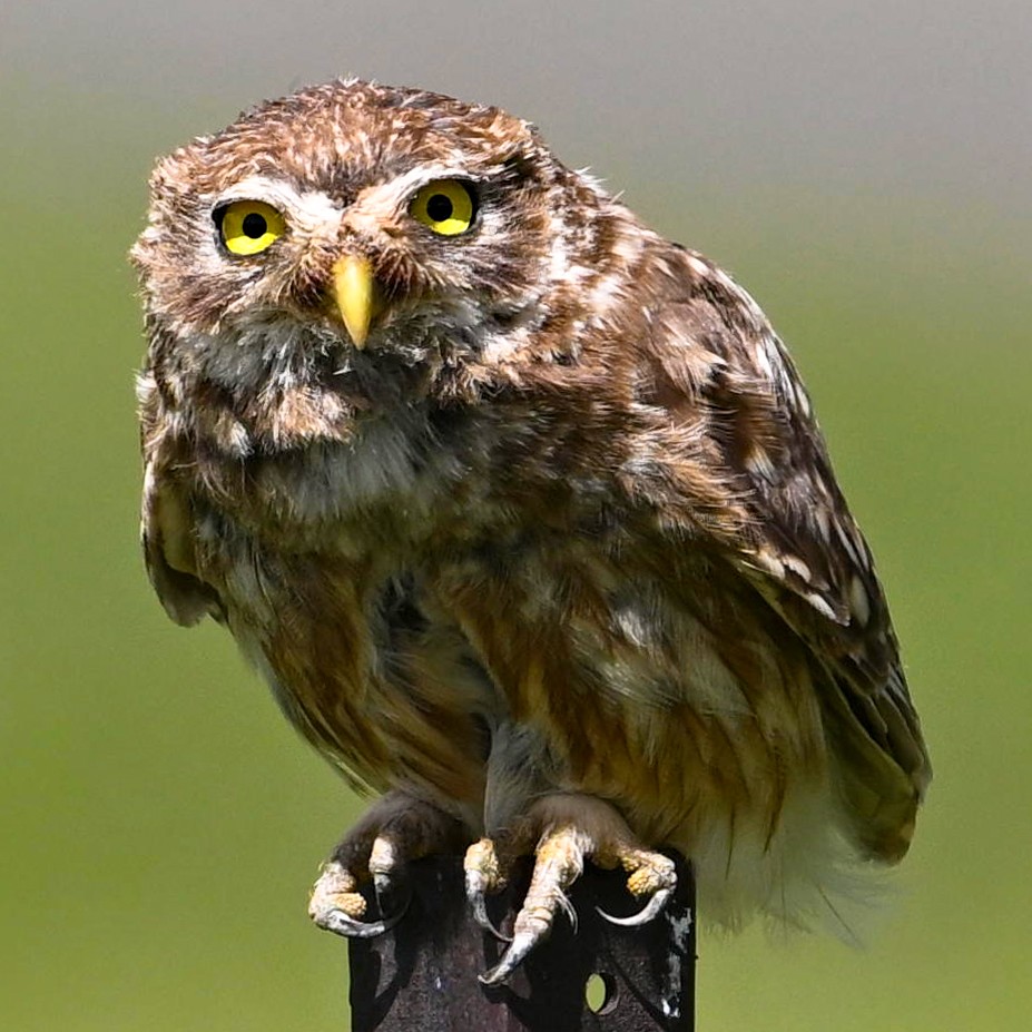 Owls of the Realm: From Snowy Plains to Misty Gorges