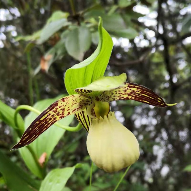 Botanical Treasures: The Jewels of the Alpine Zone