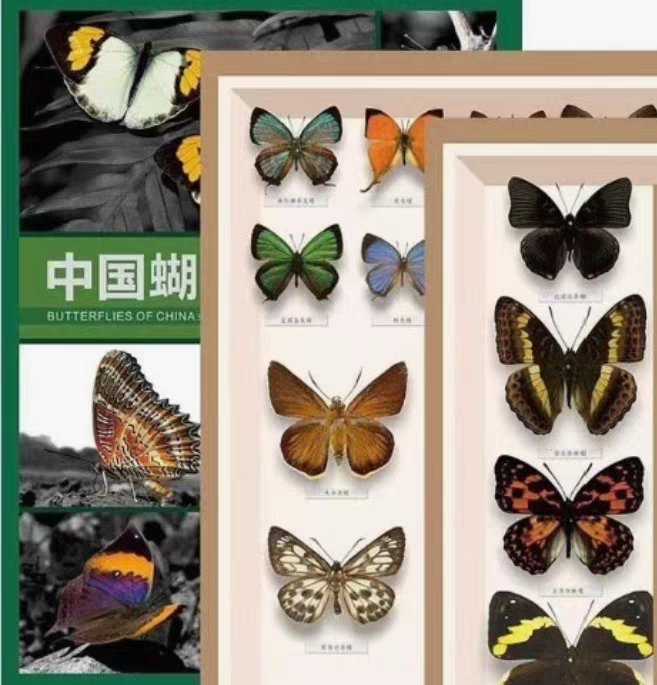 The Digital Wings of China: An AI-Powered Butterfly Field Guide