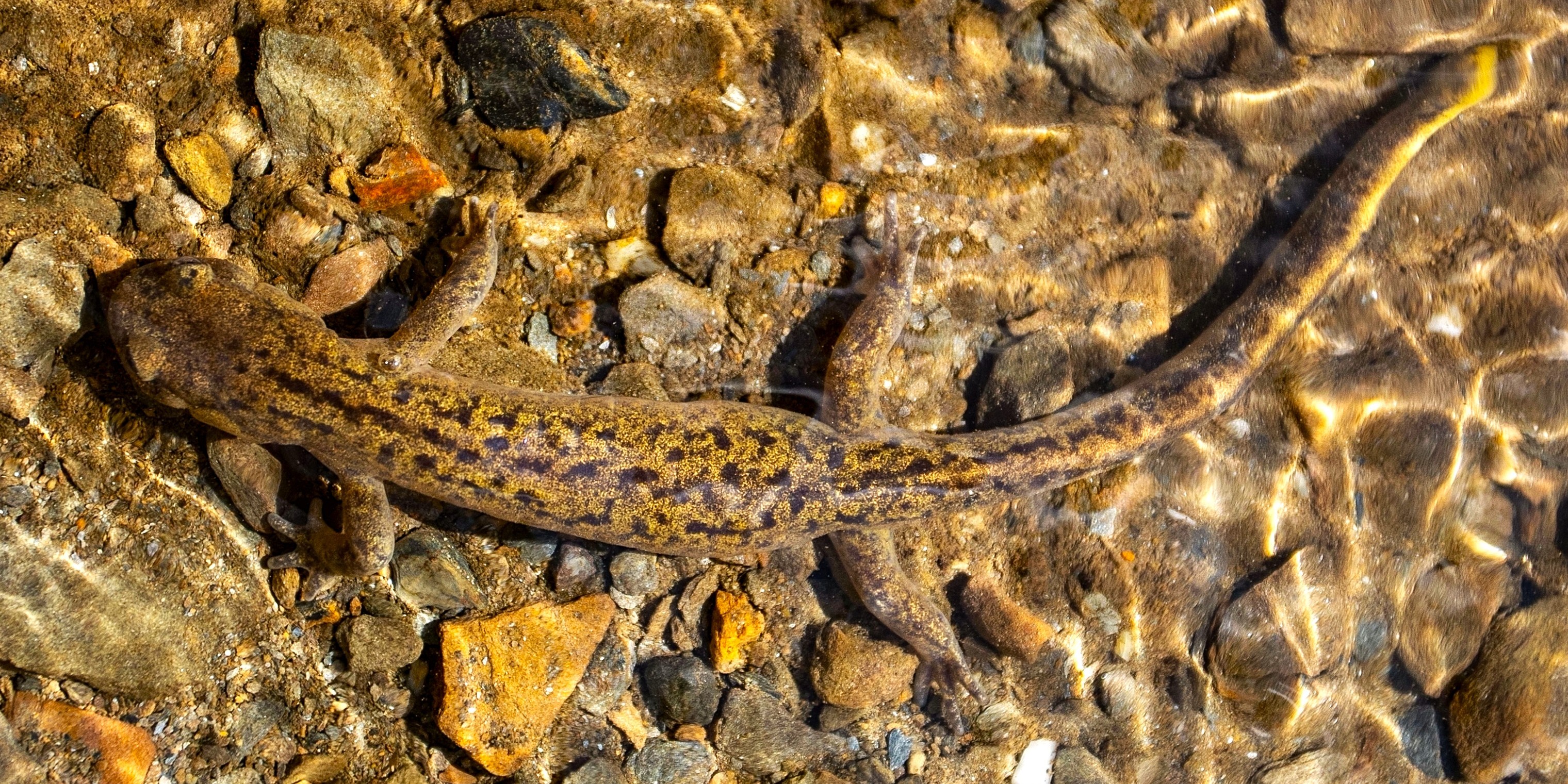Hengduan Enigma: Alpine Herpetology & Canyon Ecology of Balang Mountain