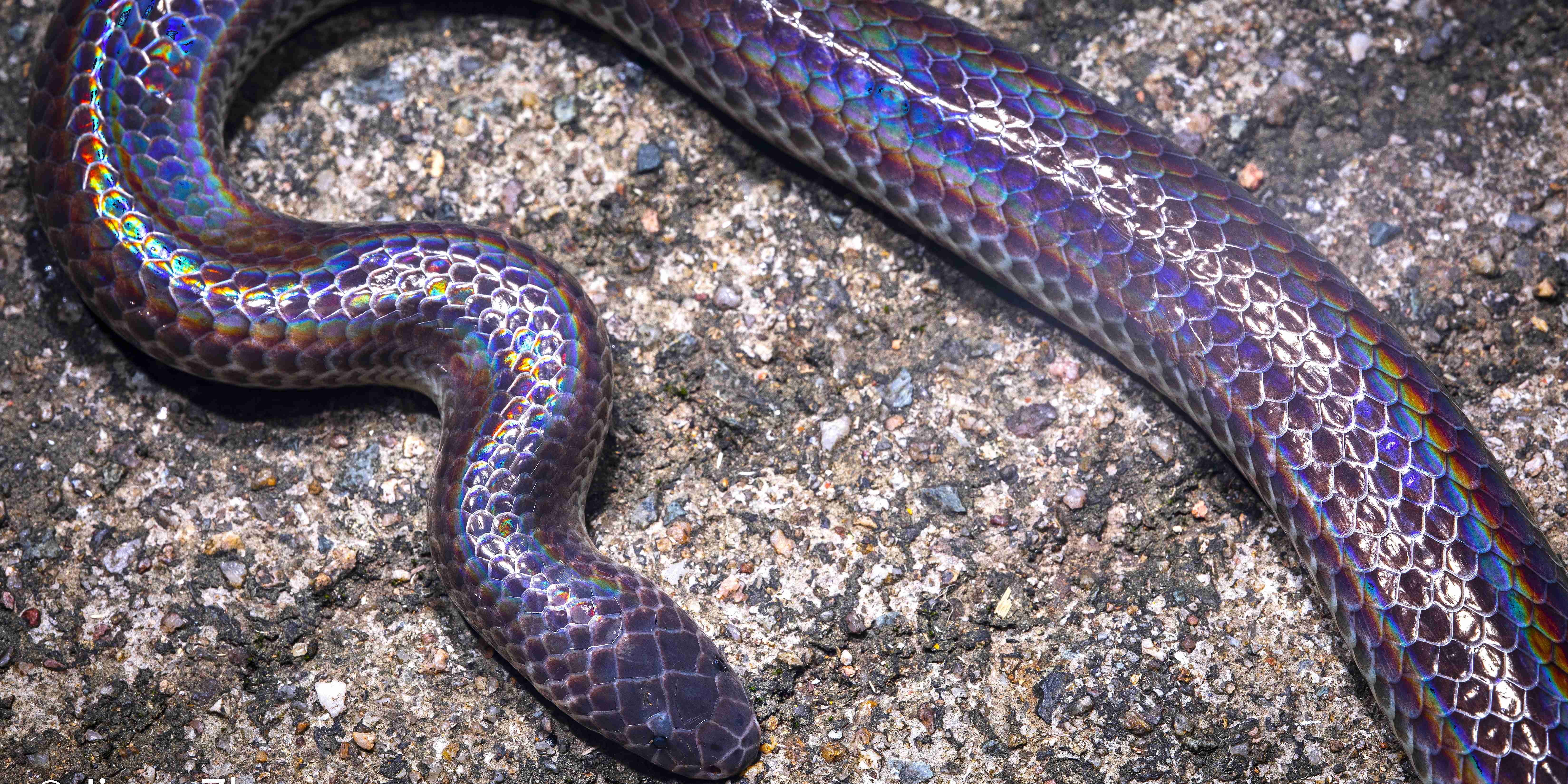 Misty Hills Quest: Wuyi Mountains Herpetology & Biodiversity Expedition