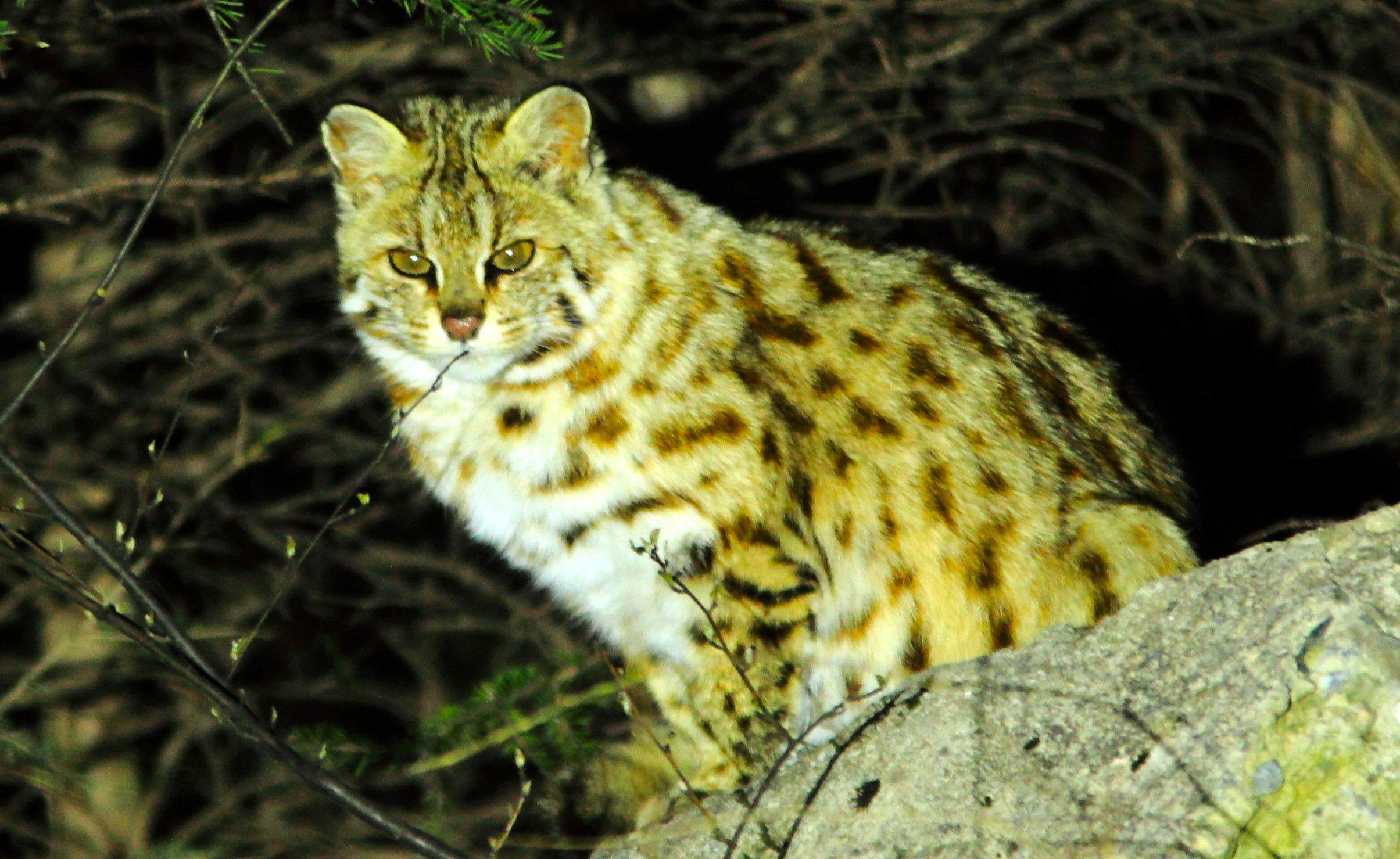 豹猫（身上铜钱状斑点、面部纵纹、夜间山林岩栖、国二）.JPG