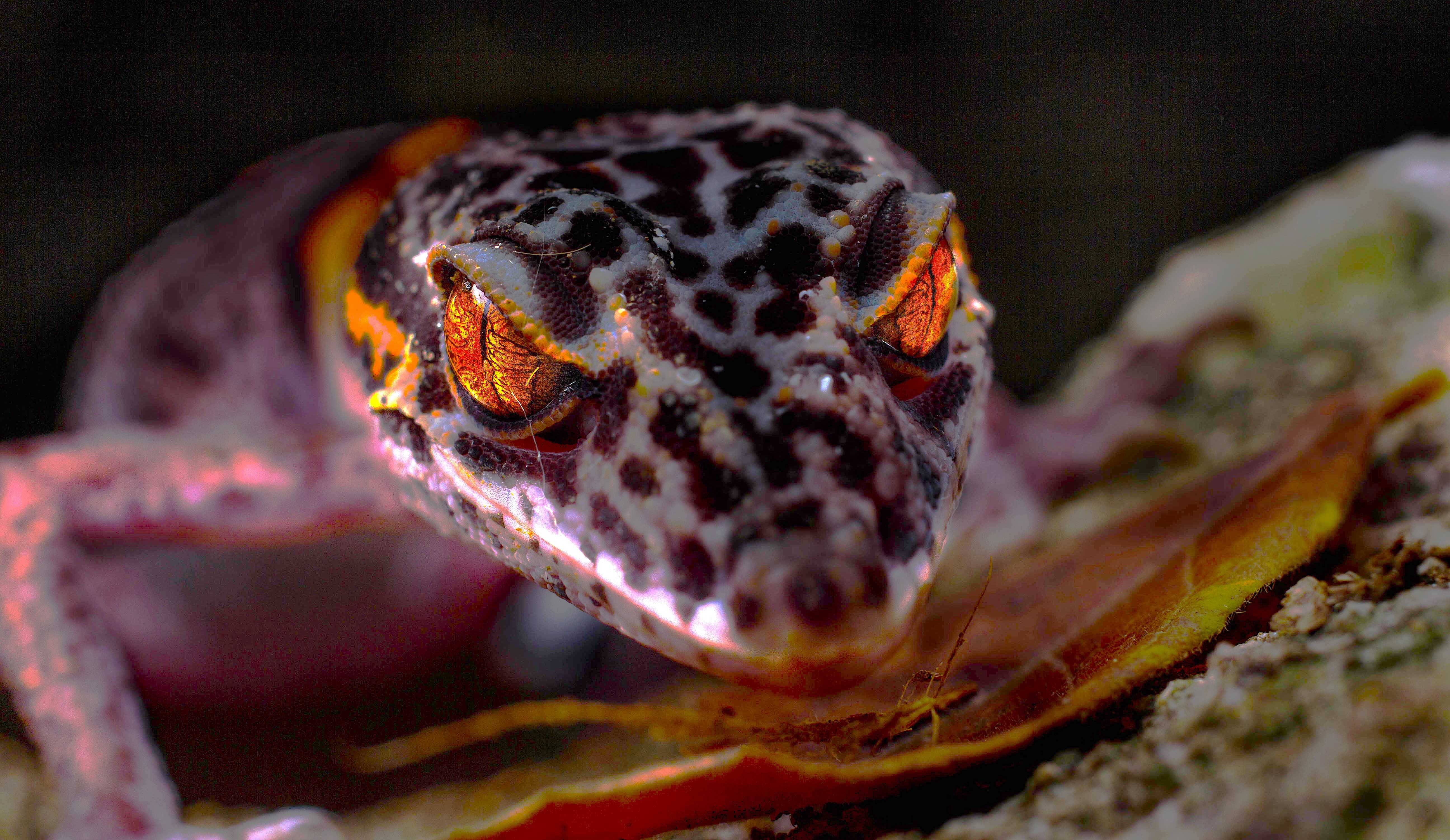 [Karst & Cloud Forest] Guangxi Herpetology & Relict Ecology