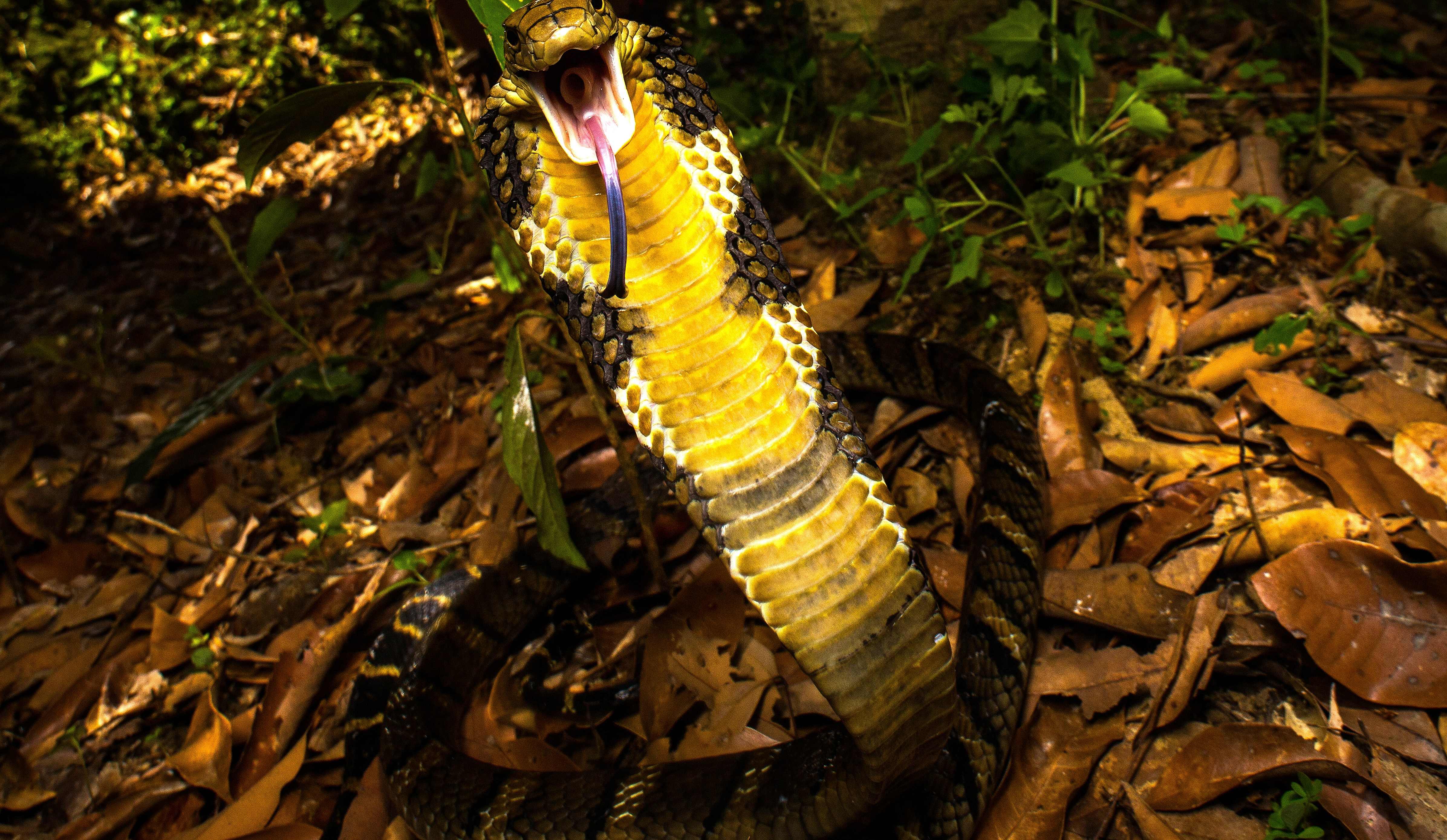 [Rainforest Canopy] Xishuangbanna Arboreal Herpetology & Tropical Ecology