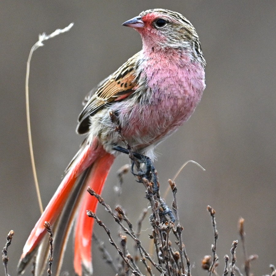 Avian Miracles of China’s High Altitudes