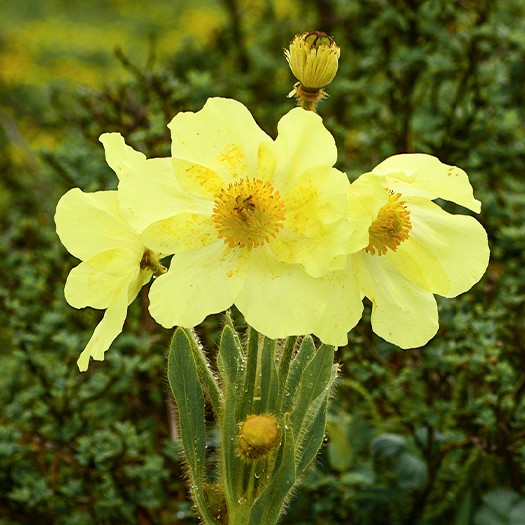 Alpine Splendor: The Miracle of China’s Highland Flora