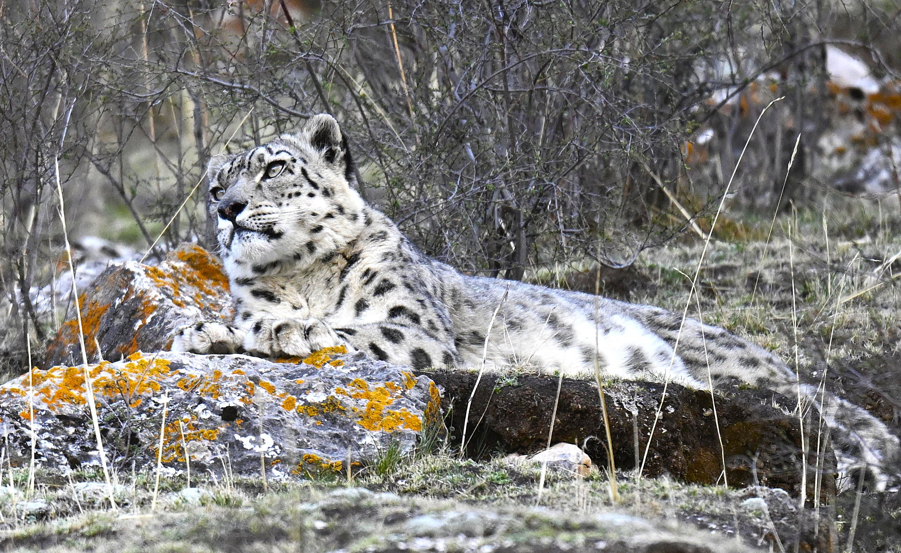 Snow leopard resting on rocky outcrop in natural habitat on Qinghai-Tibet Plateau
