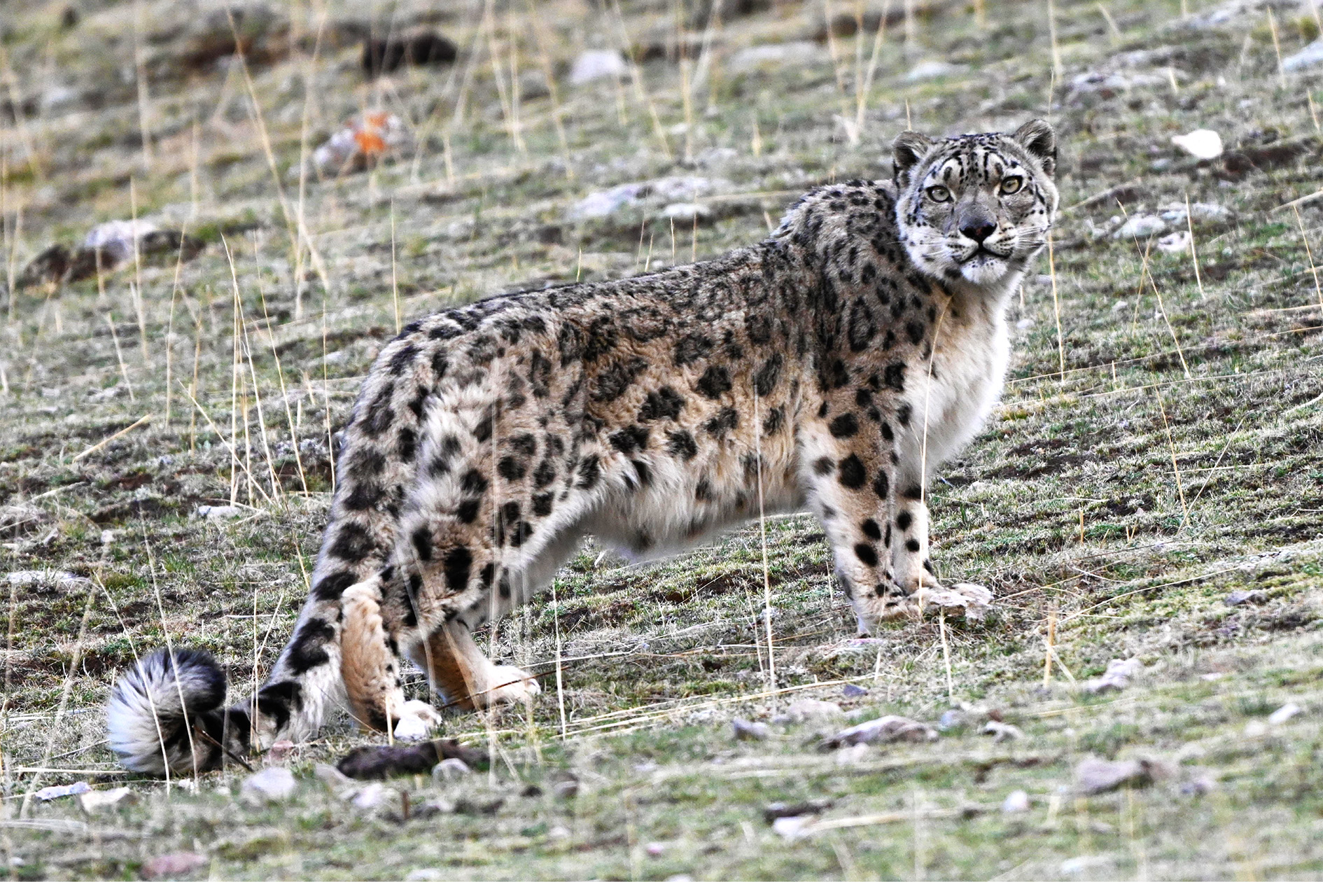 Snow Leopard Tracking Qinghai | 8-Day Plateau Expedition